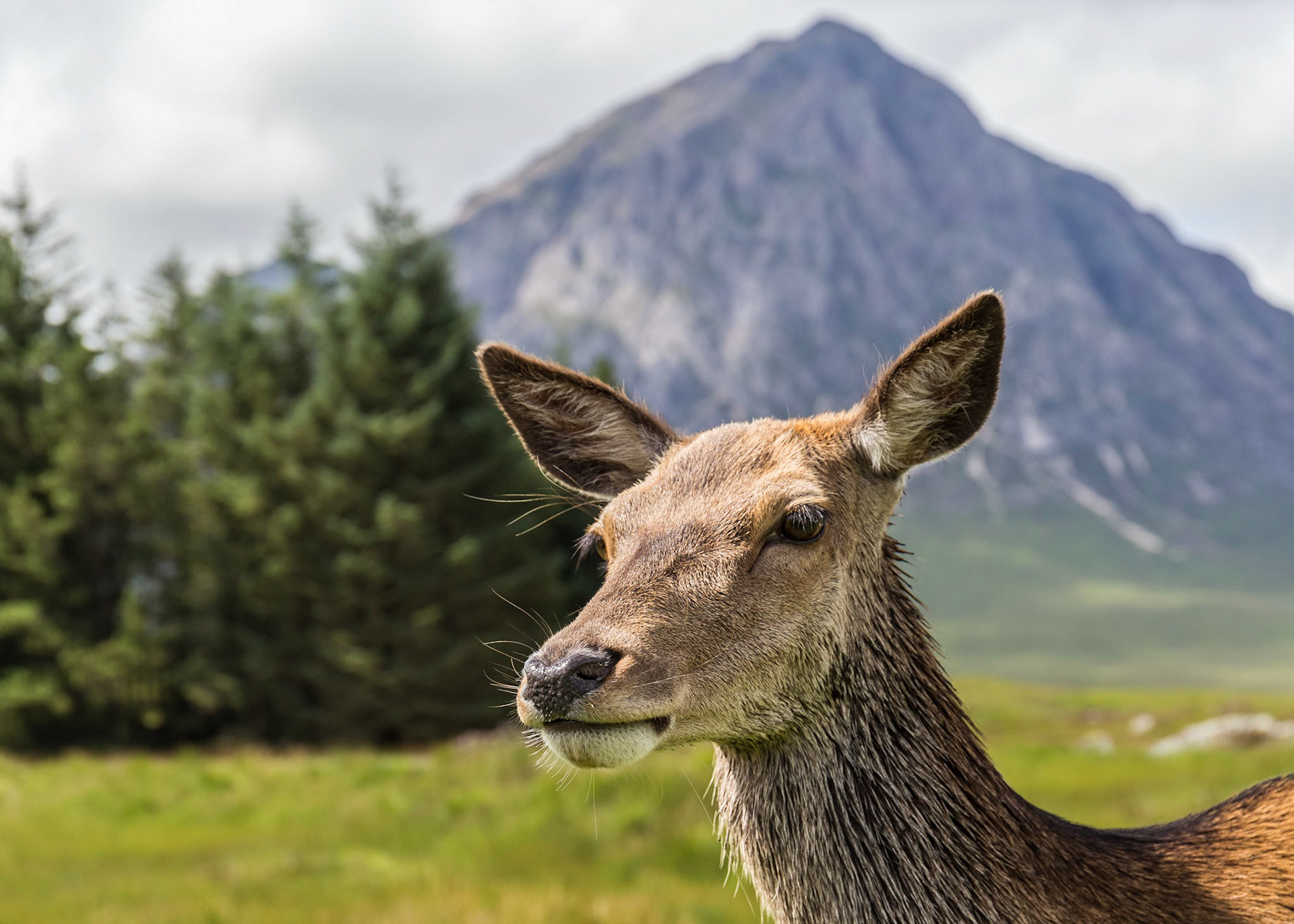 Red Deer