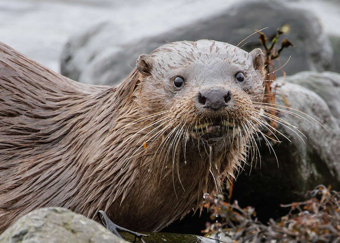 Otter