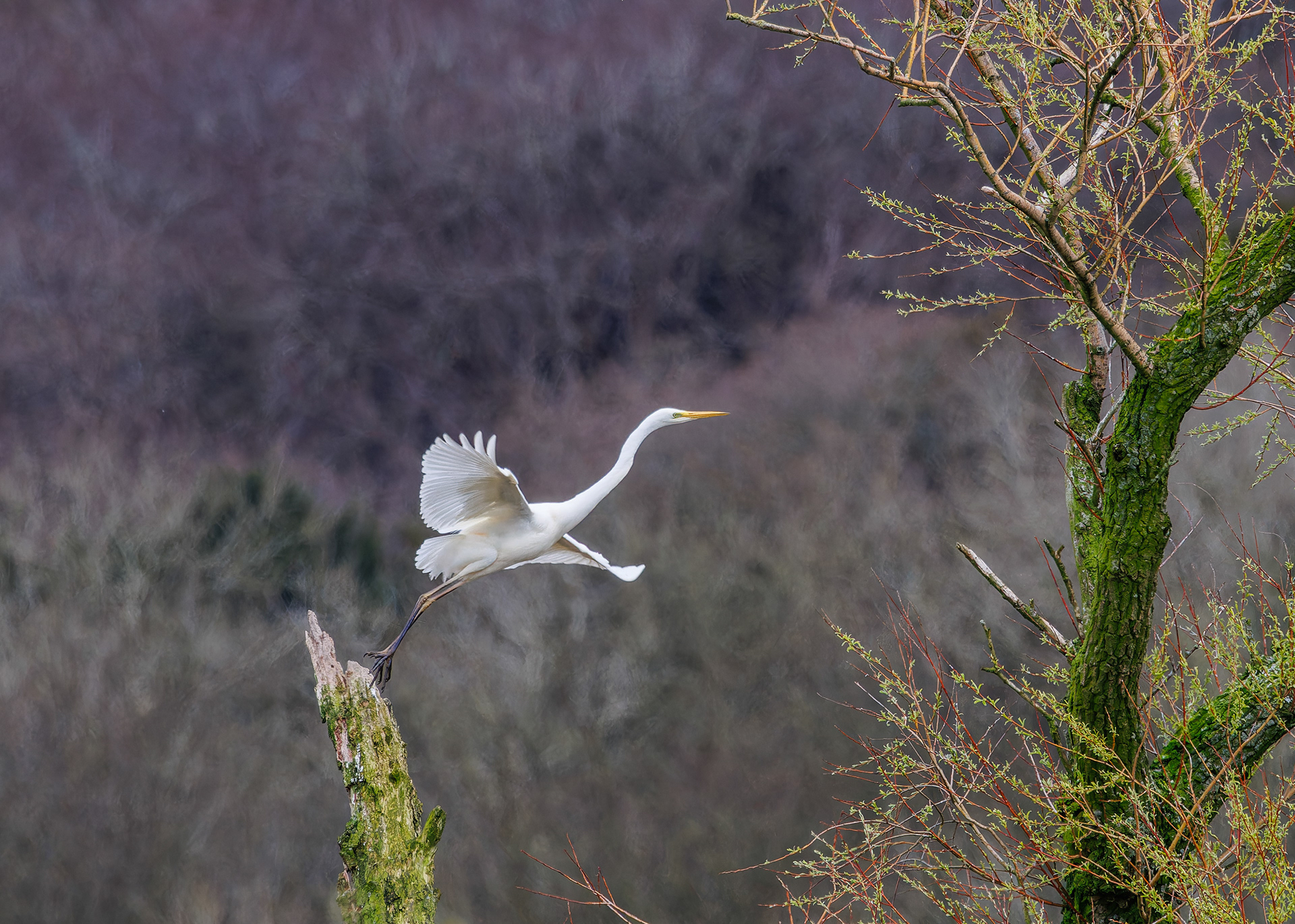 Great White Egret