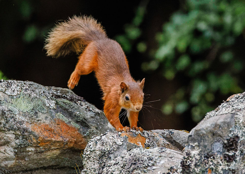 Red Squirrel