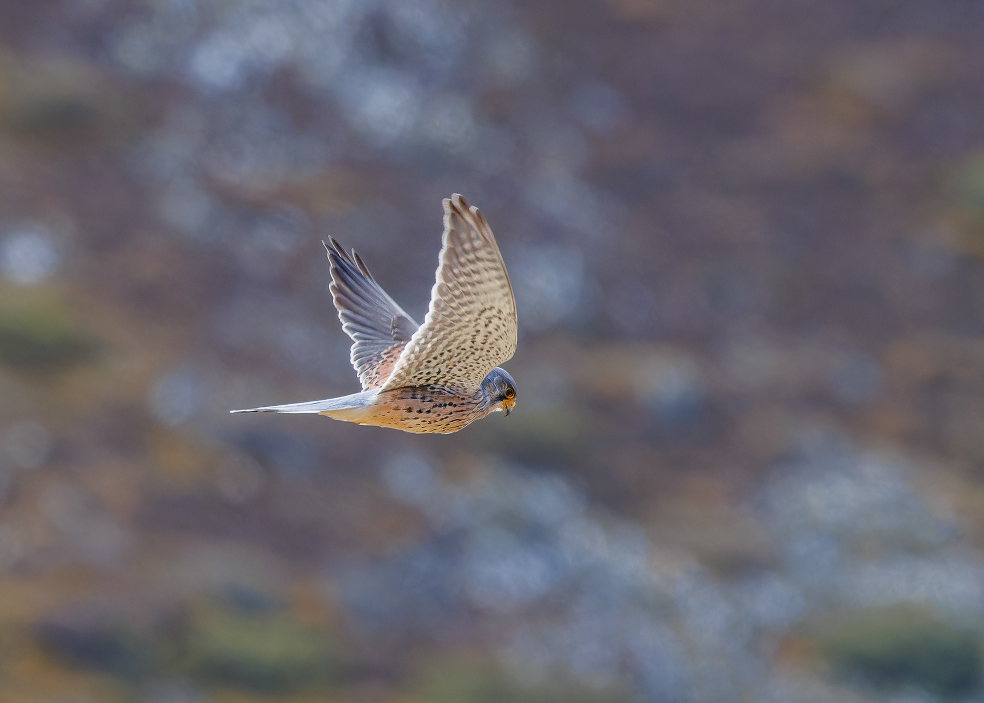 Kestrel