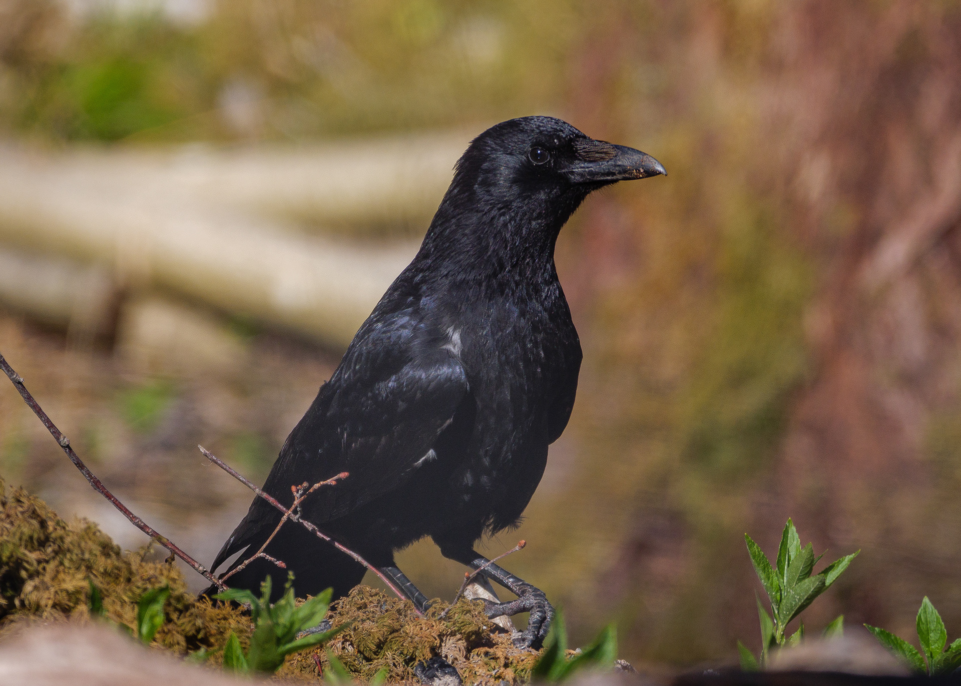 Carrion Crow