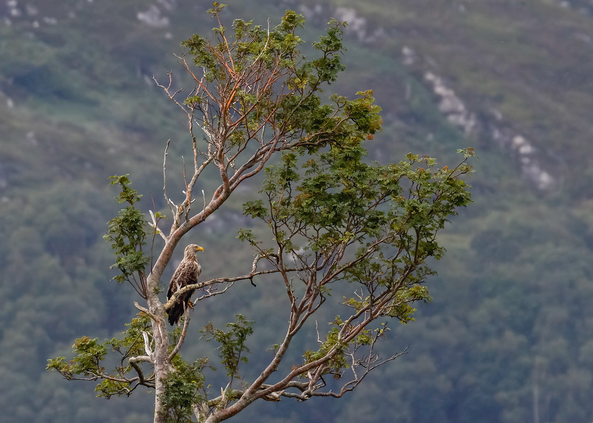 White-tailed Eagle