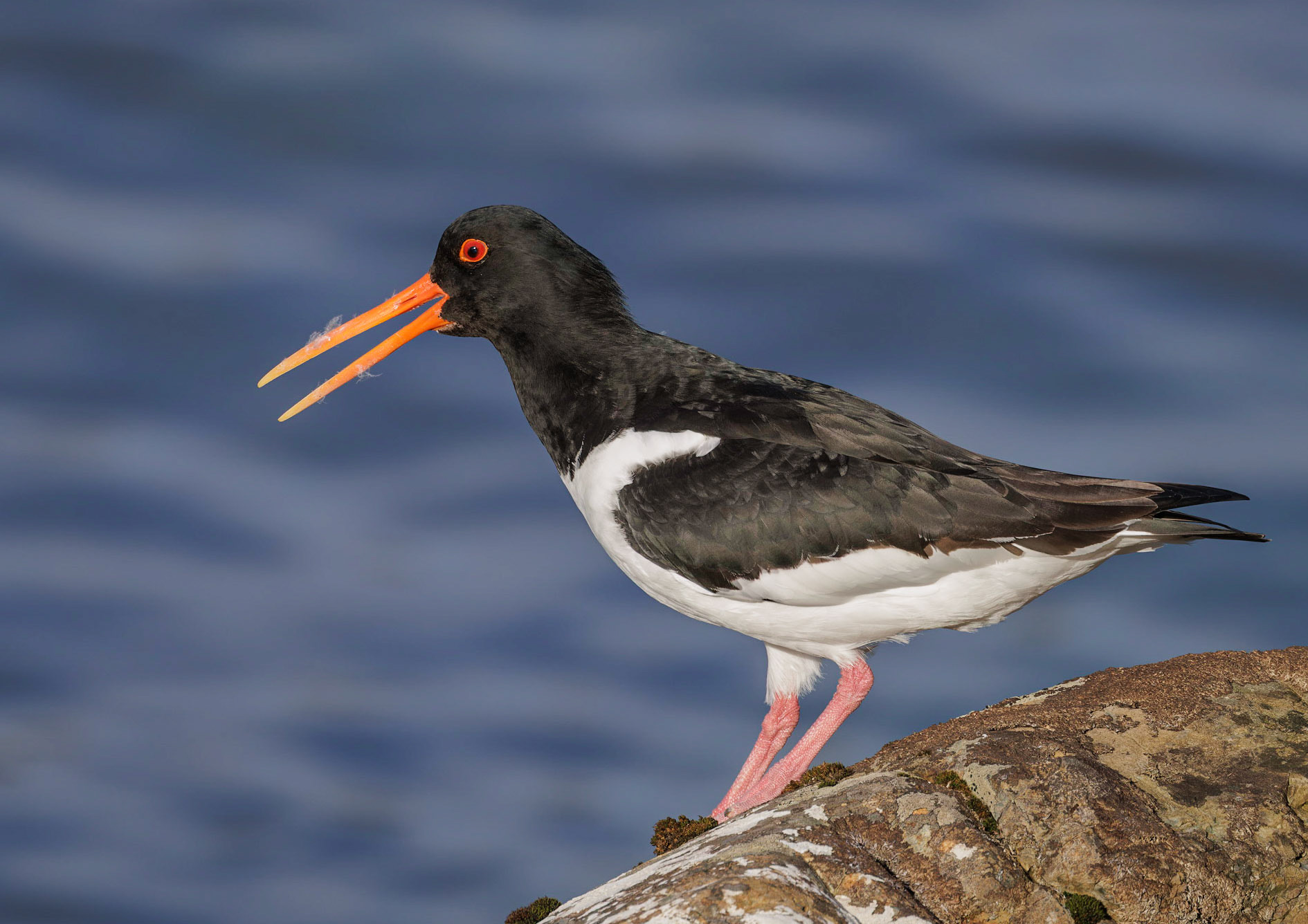 Oystercatcher
