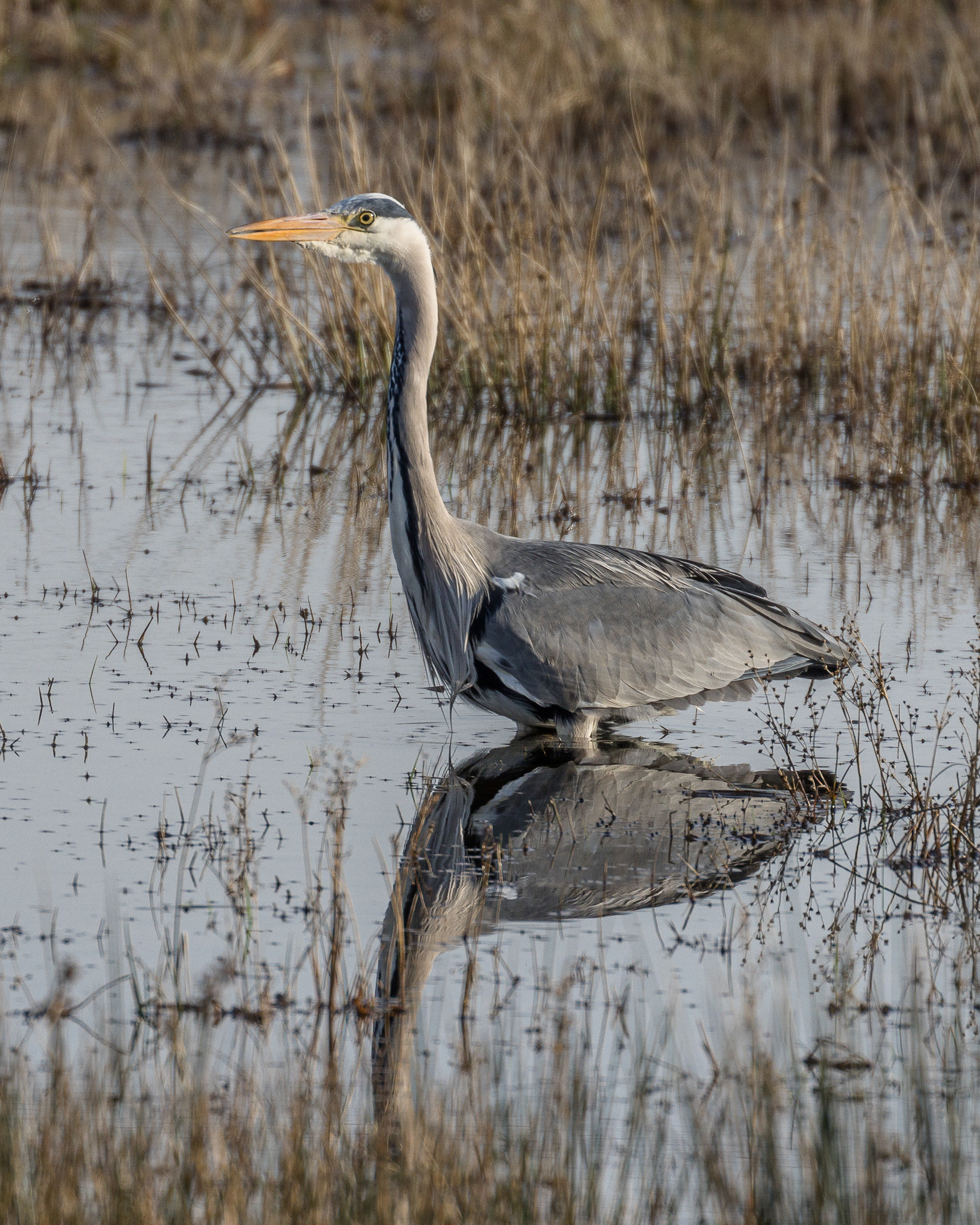 Heron