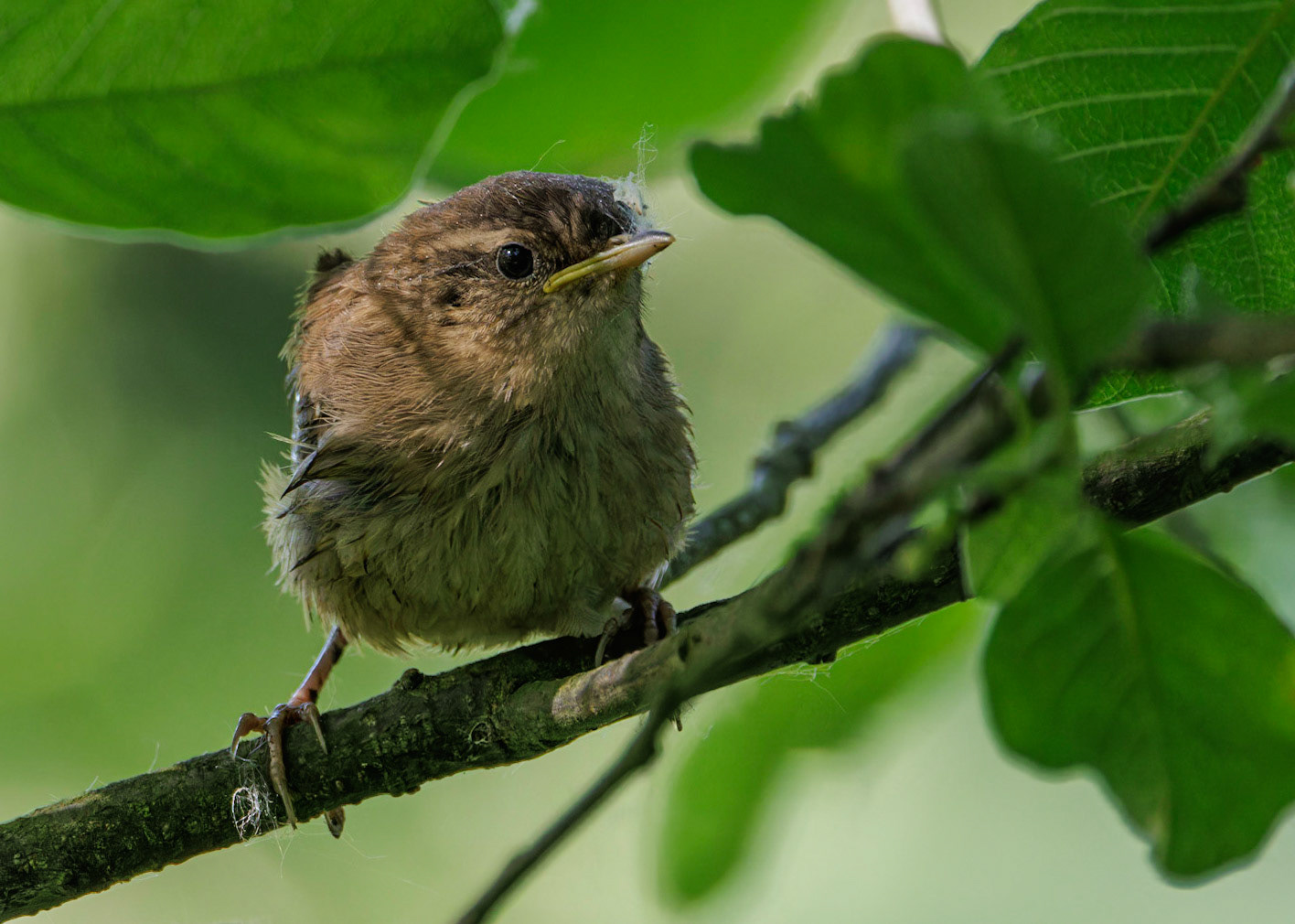 Wren