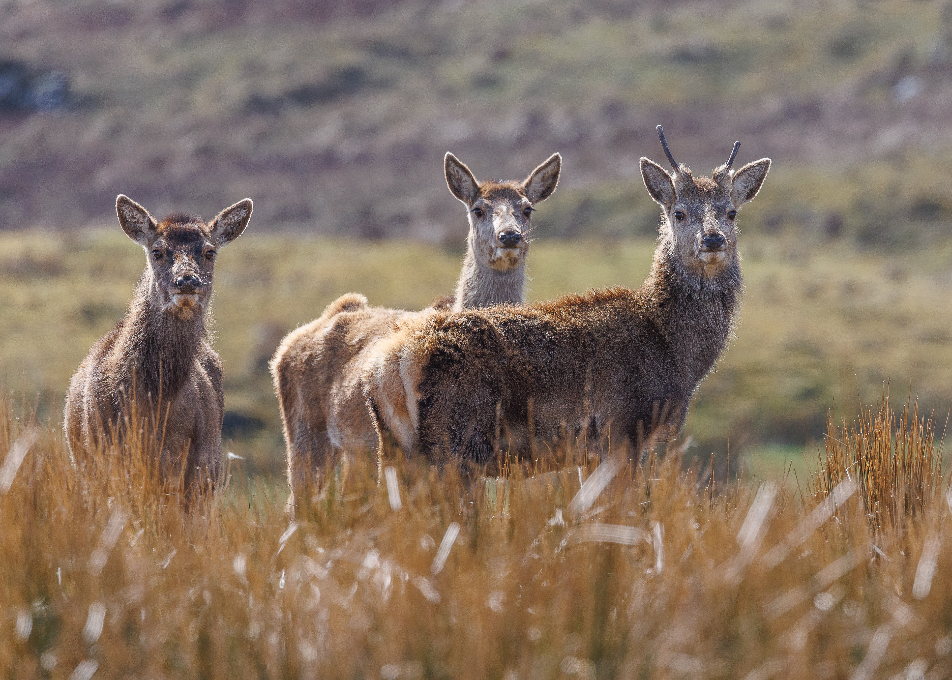 Red Deer