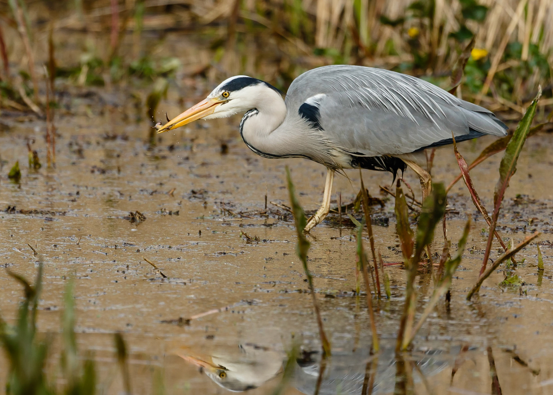 Heron