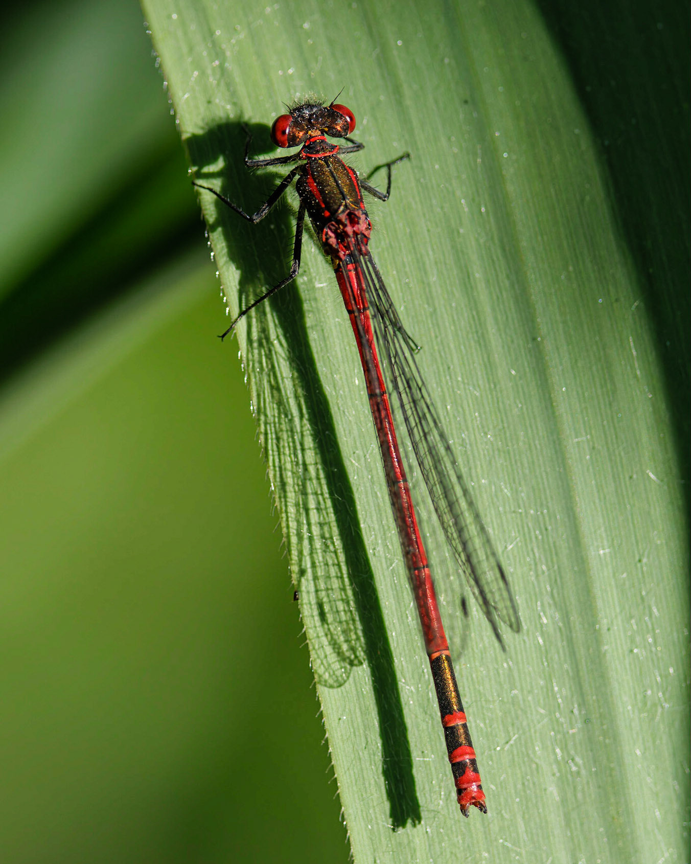 Red Damselfly