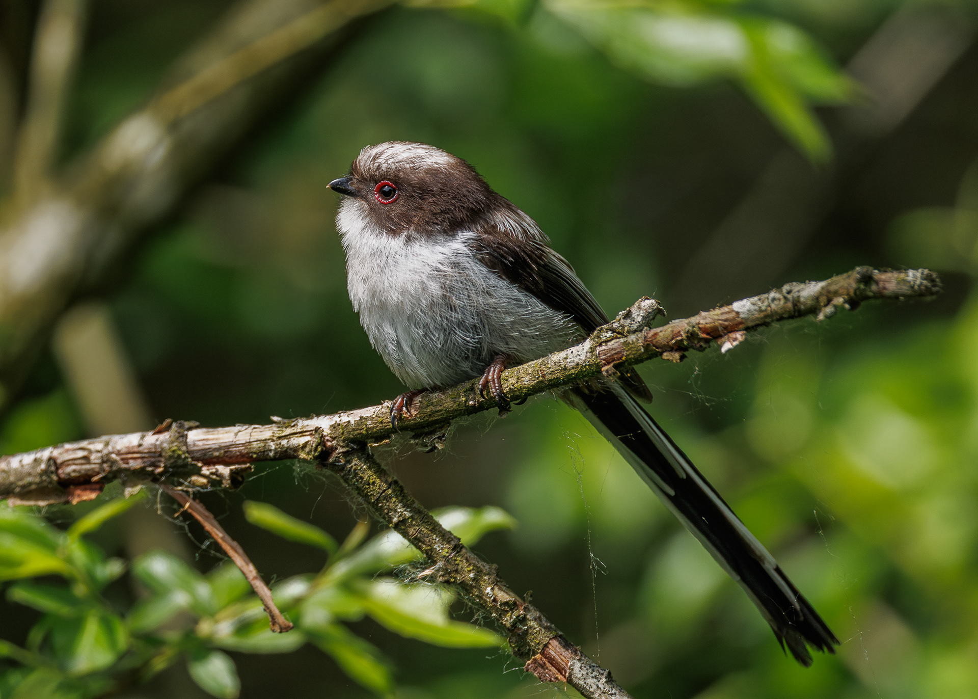 Long-tailed Tit