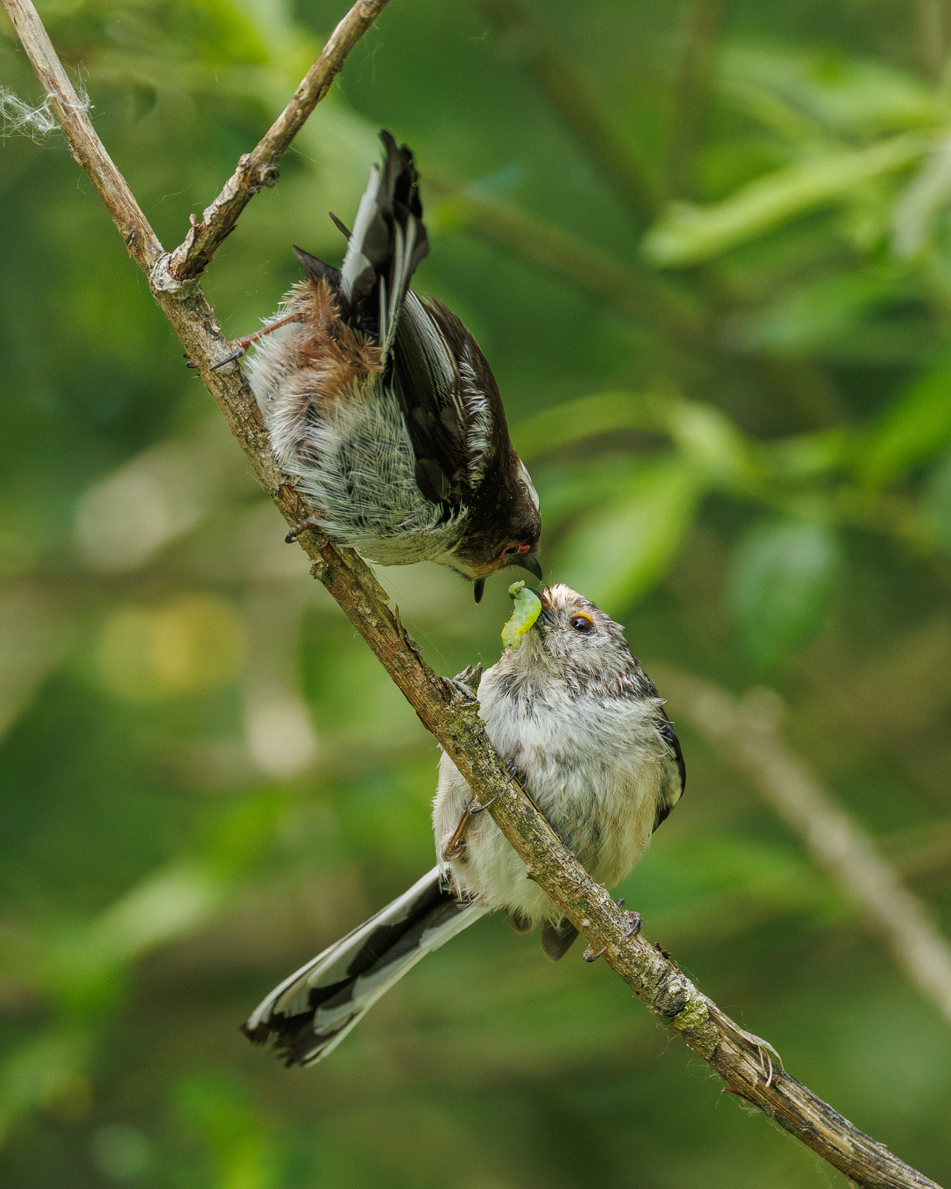 Long-tailed Tit