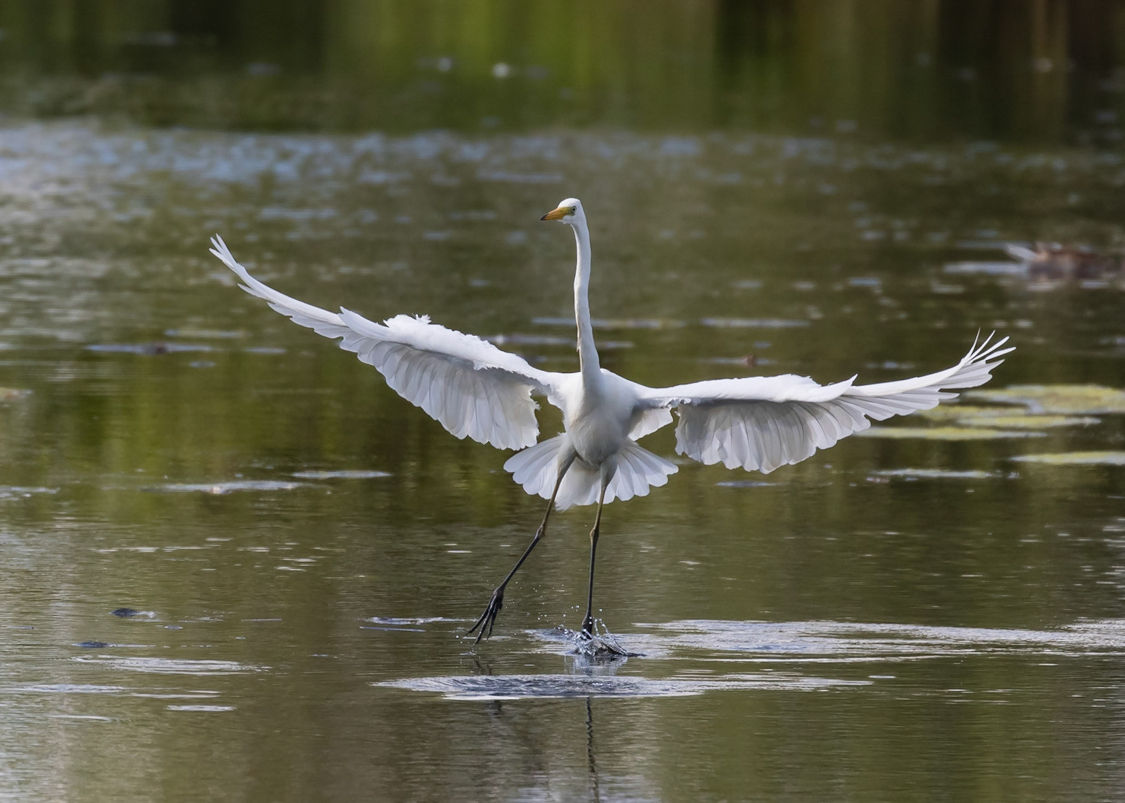 Great White Egret