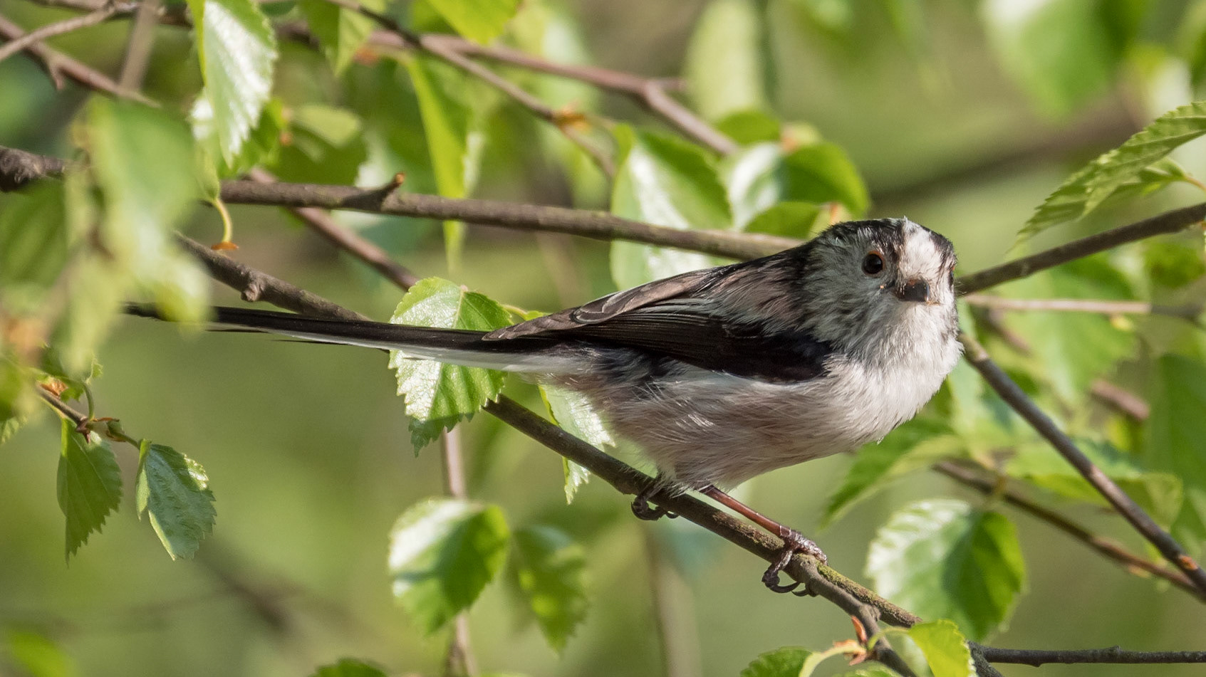 Long-tailed Tit