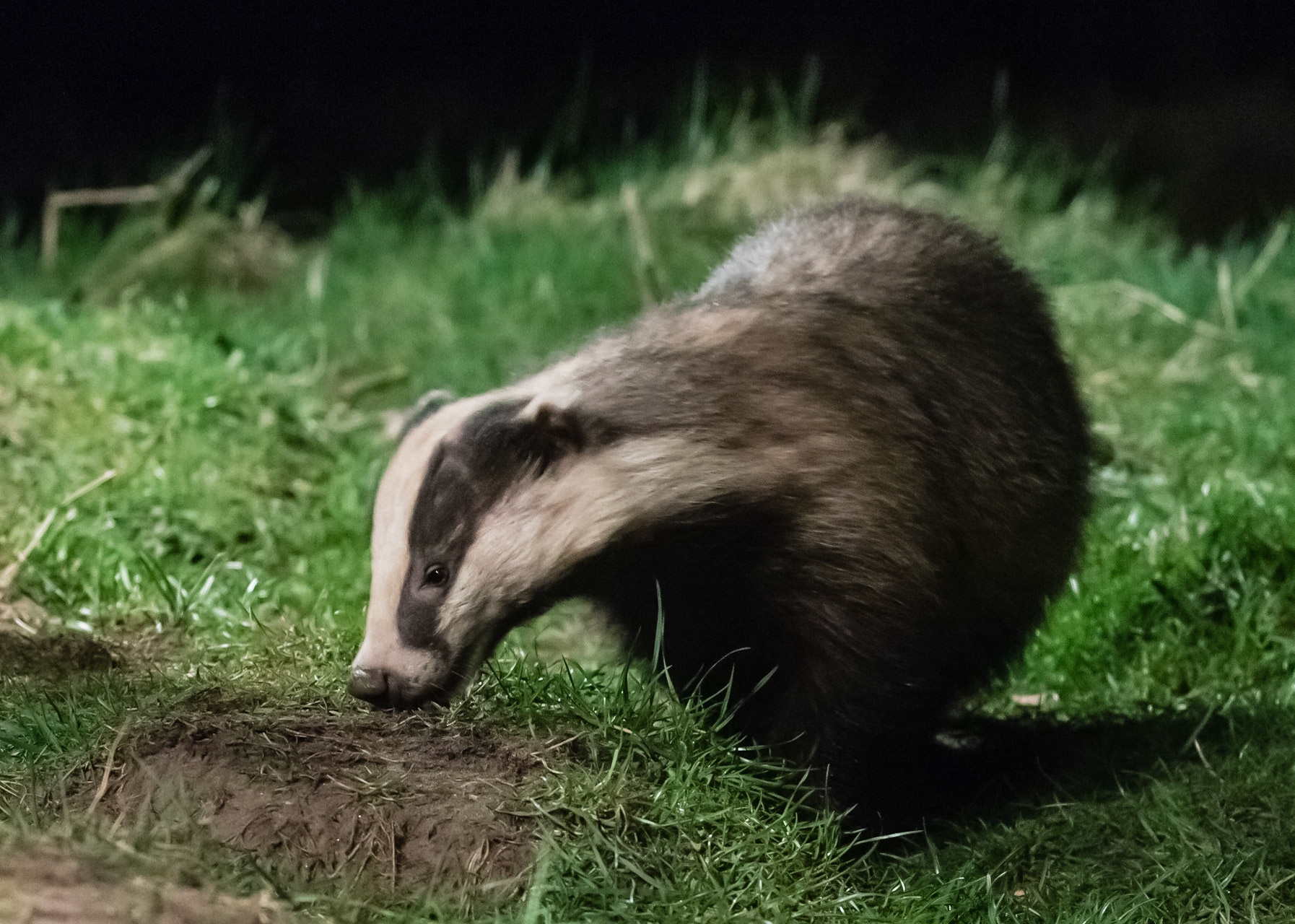 Badger