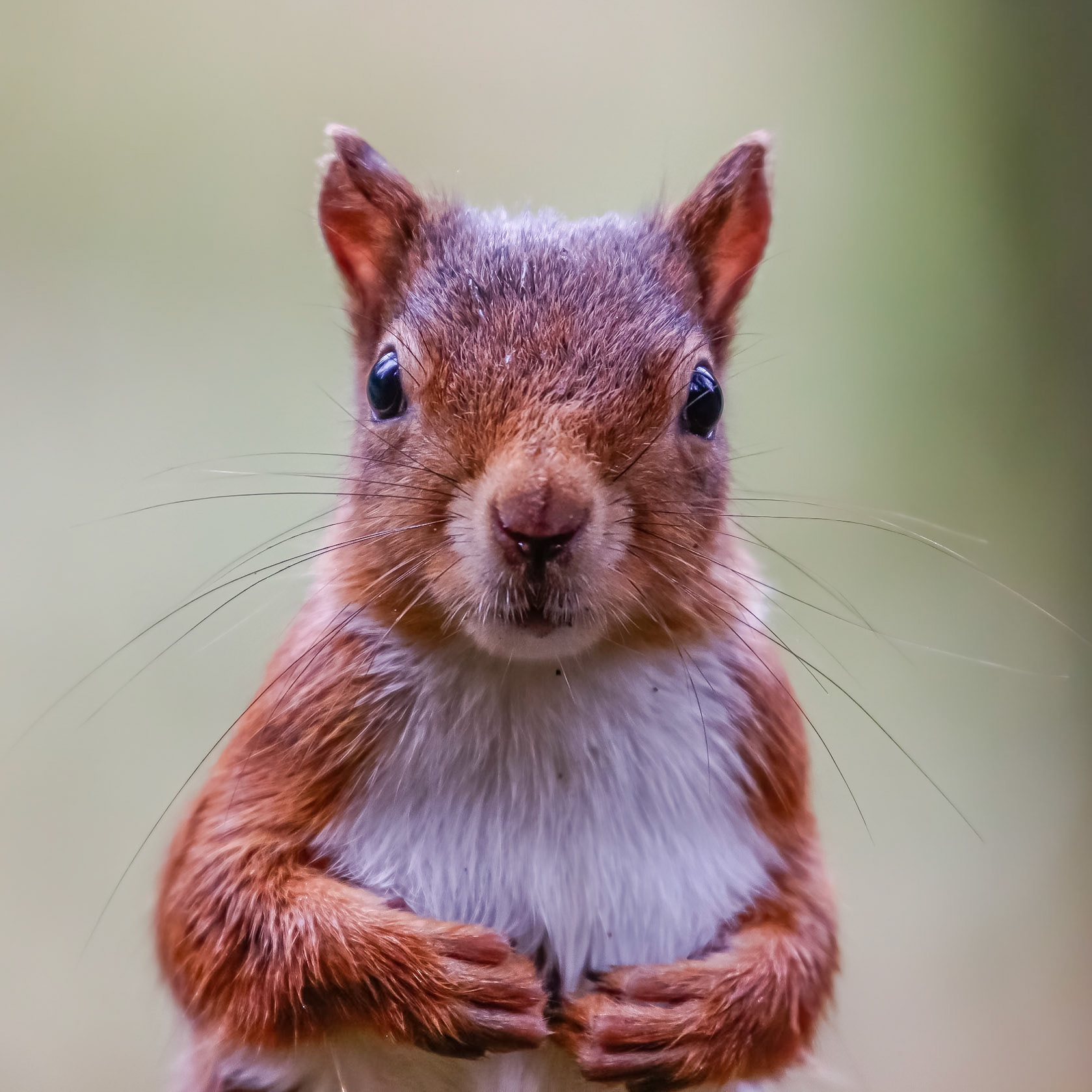 Red Squirrel