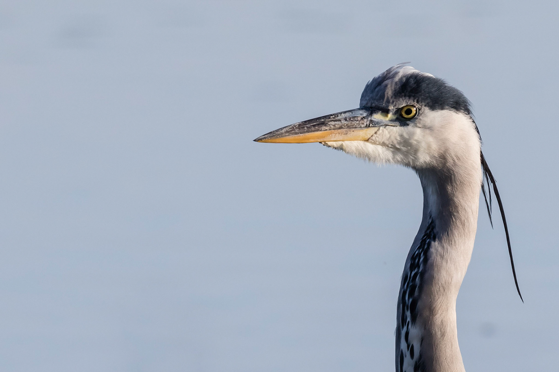 Heron
