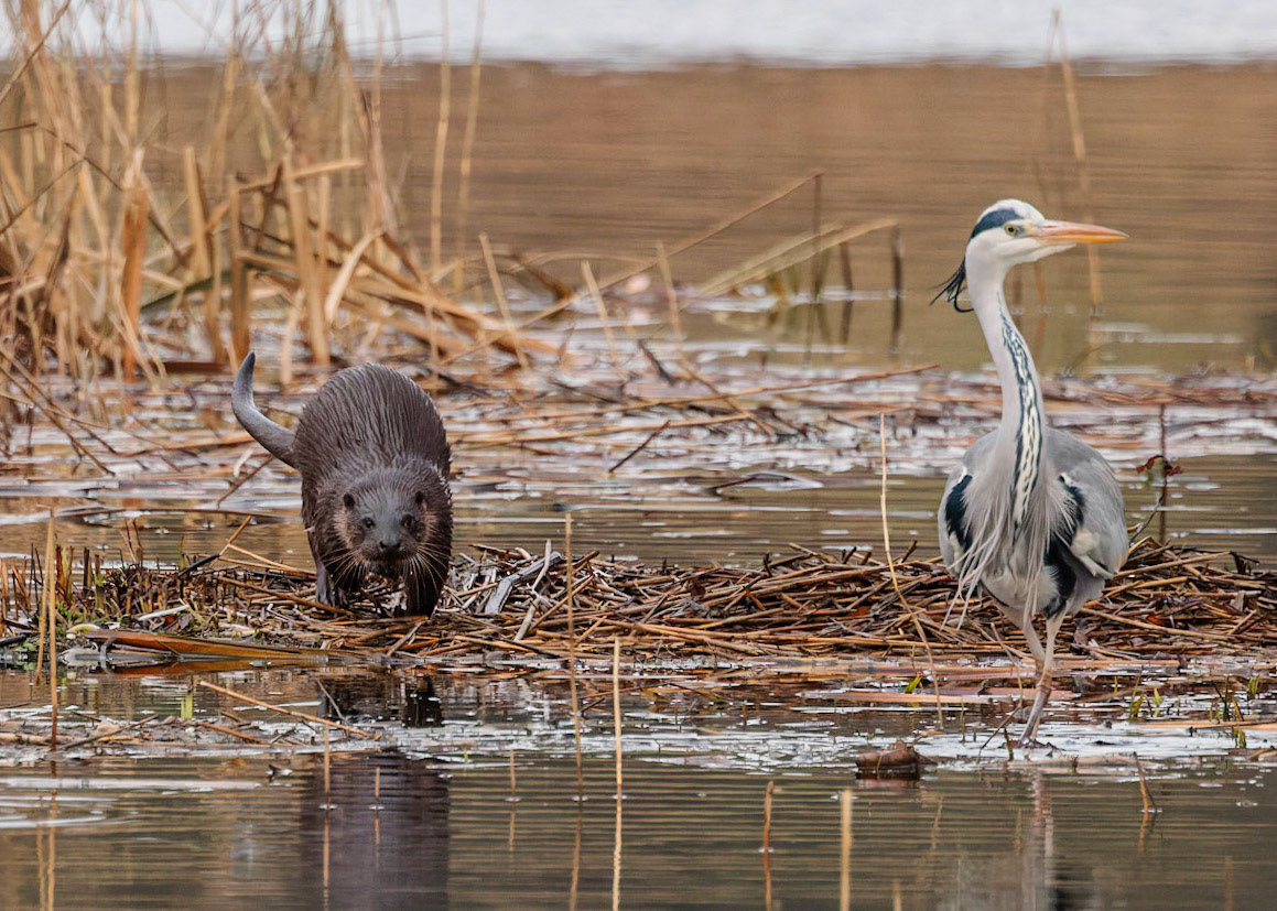 Otter v Heron