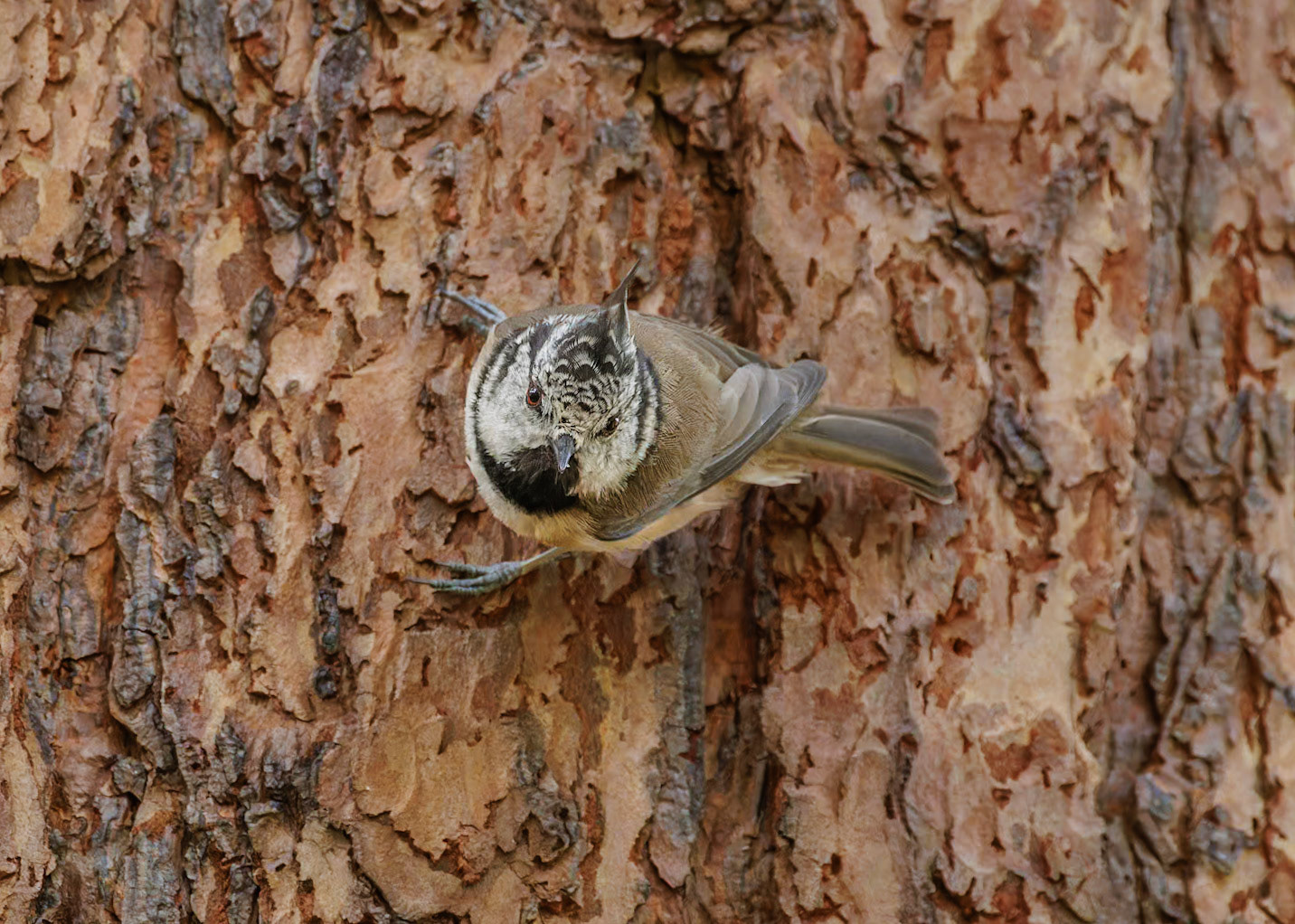 Crested Tit