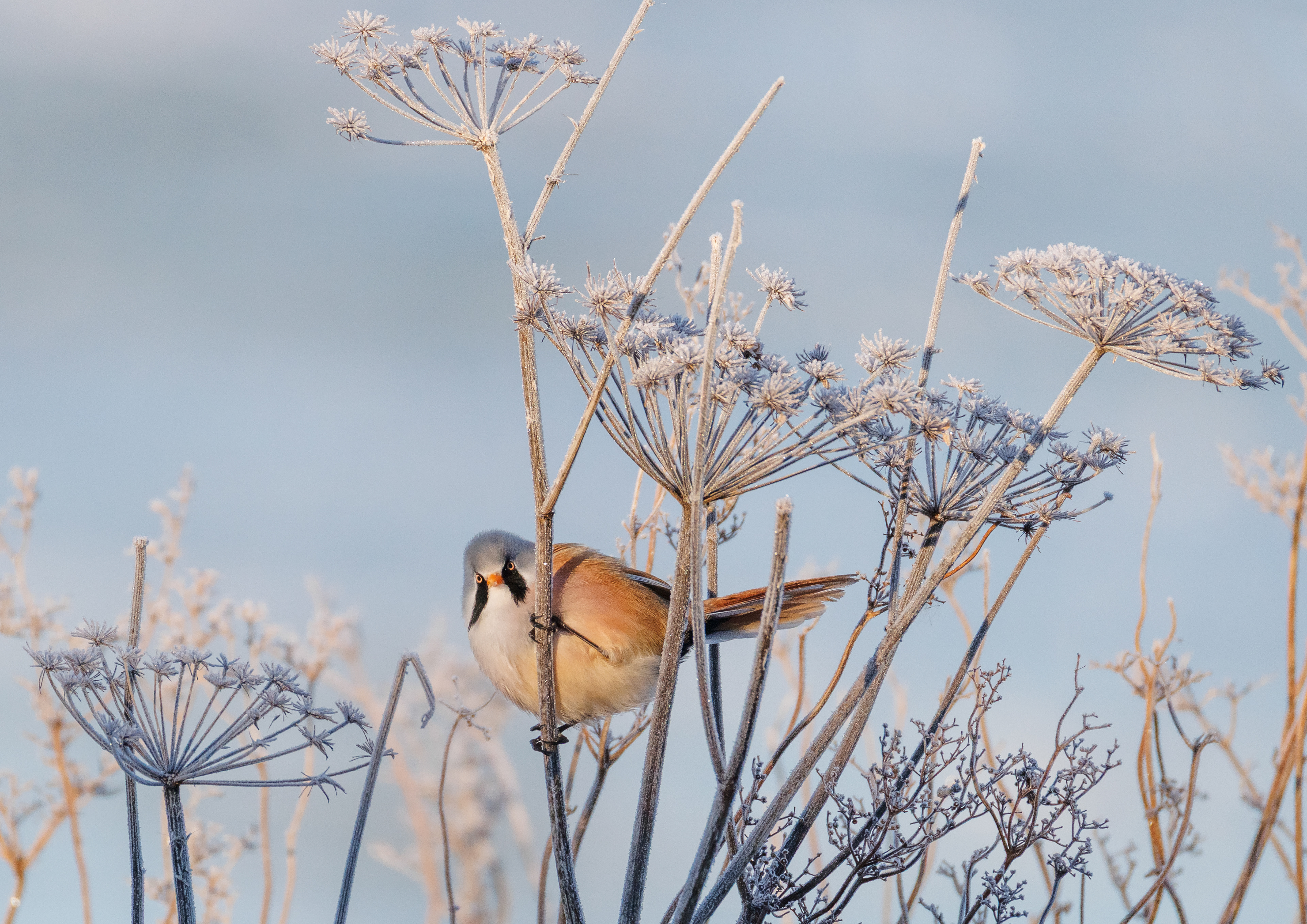 Bearded Reedling/Tit