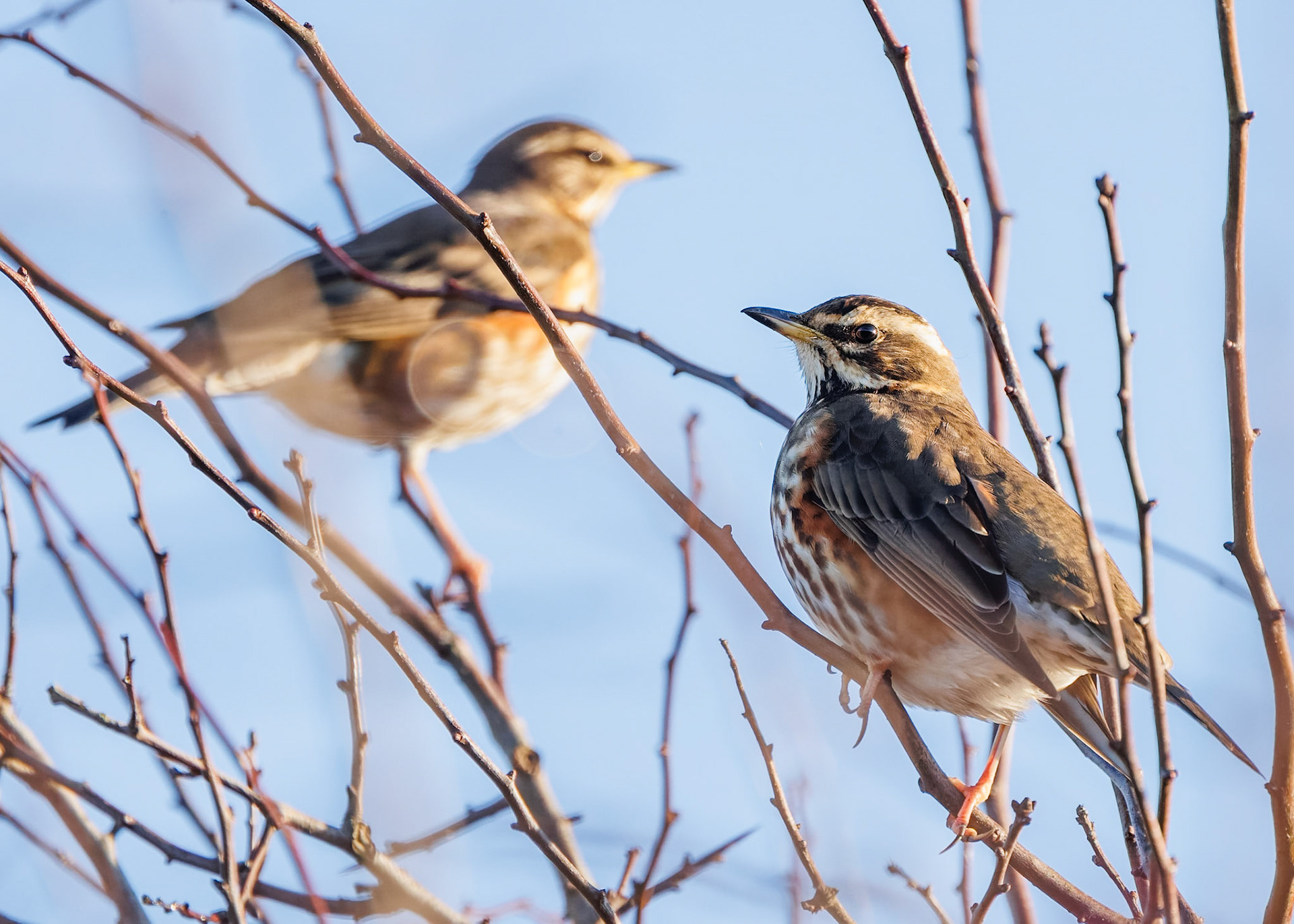 Redwing