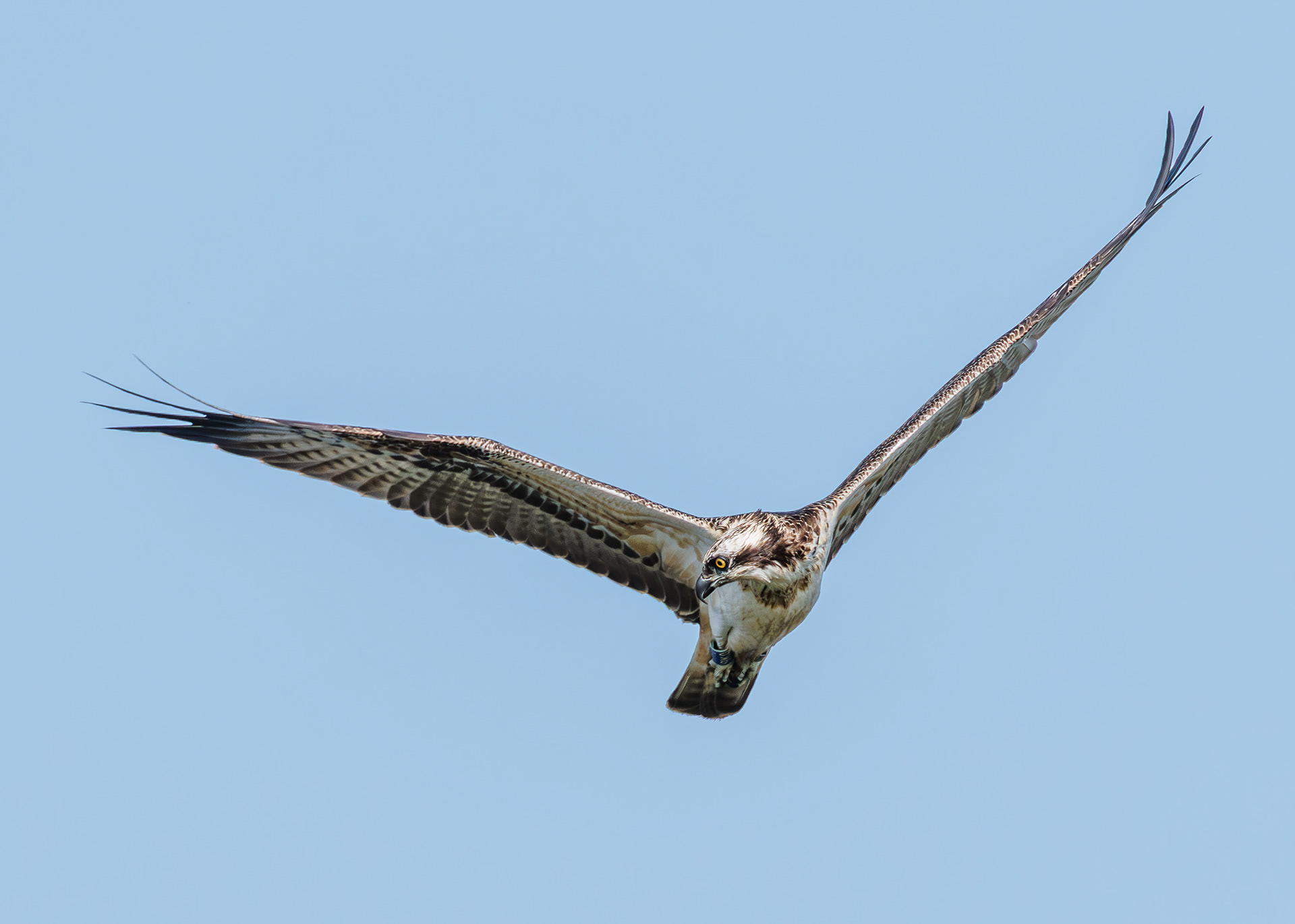 Osprey
