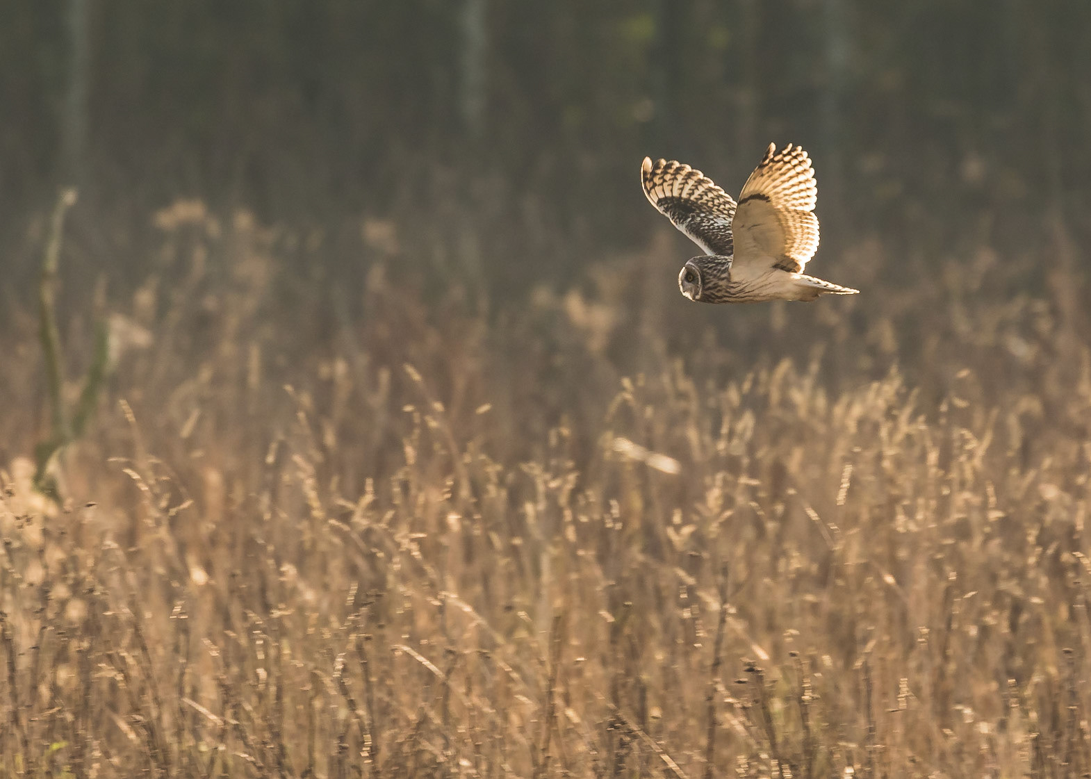 Short-eared Owl