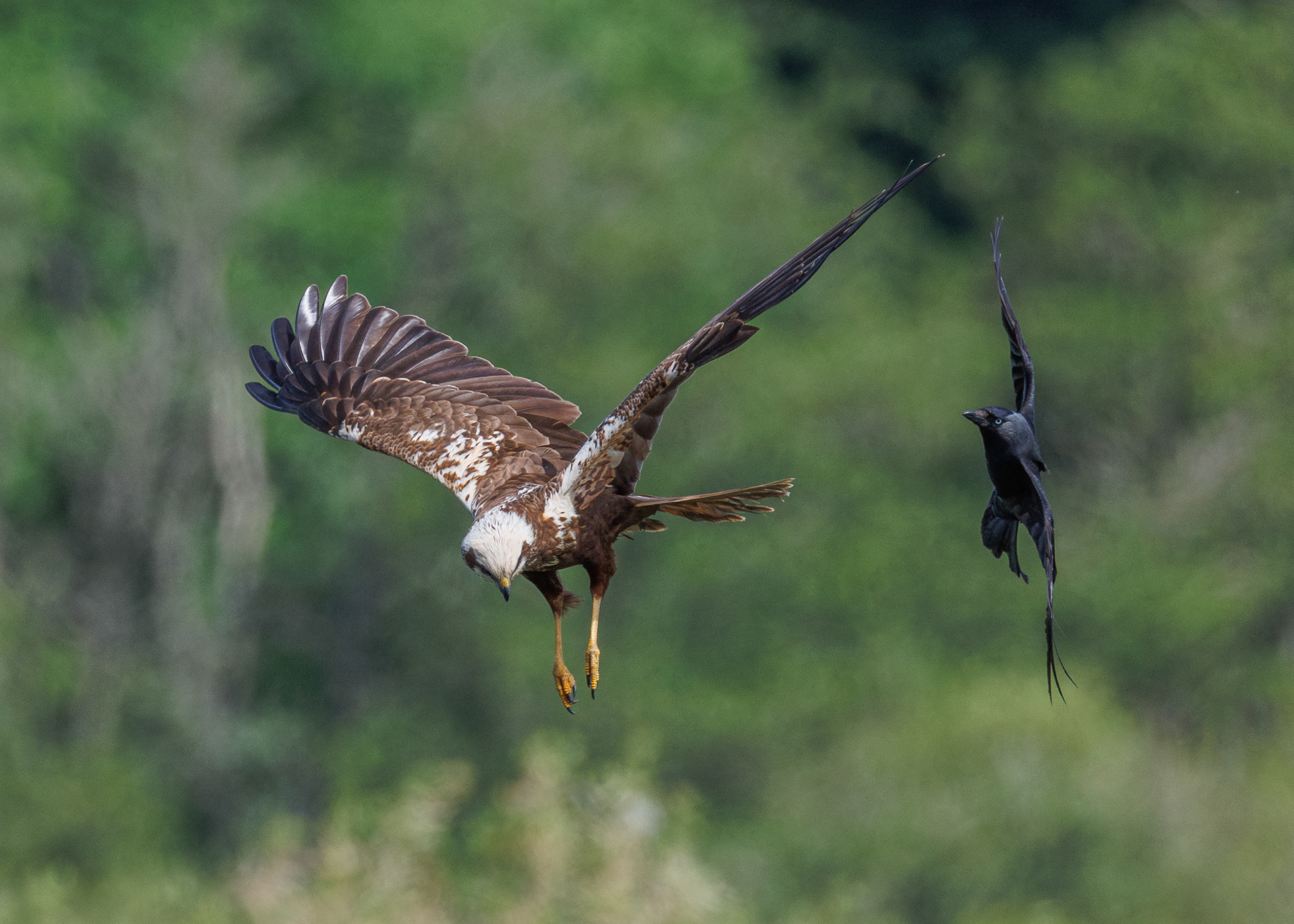 Marsh Harrier and Jackdaw