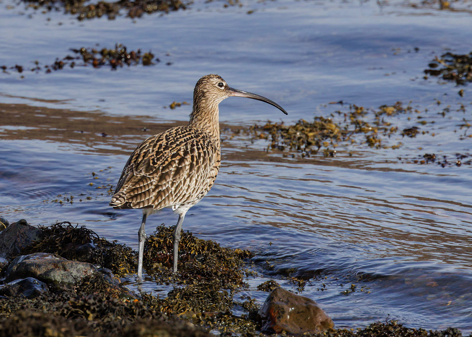 Curlew