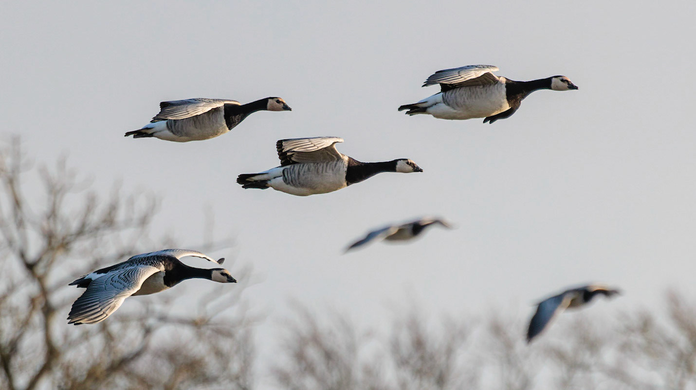 Barnacle Geese