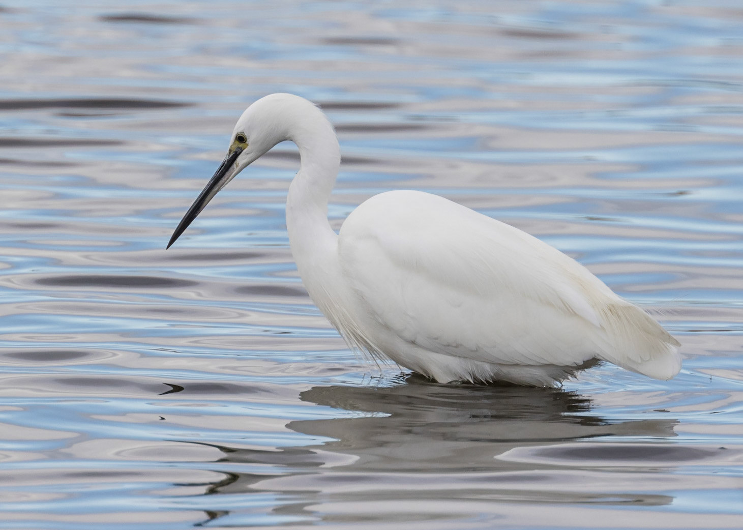Little Egret