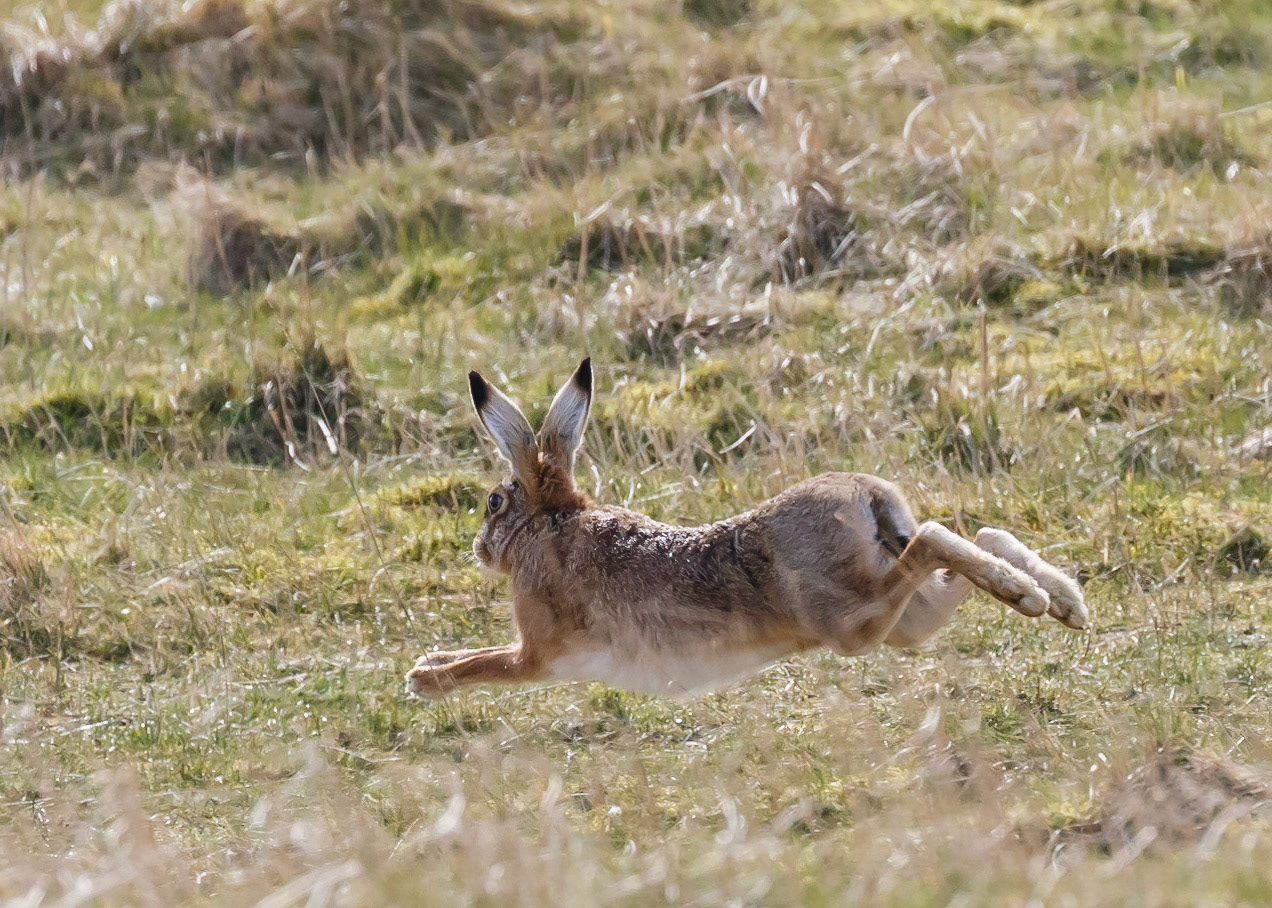 Hare
