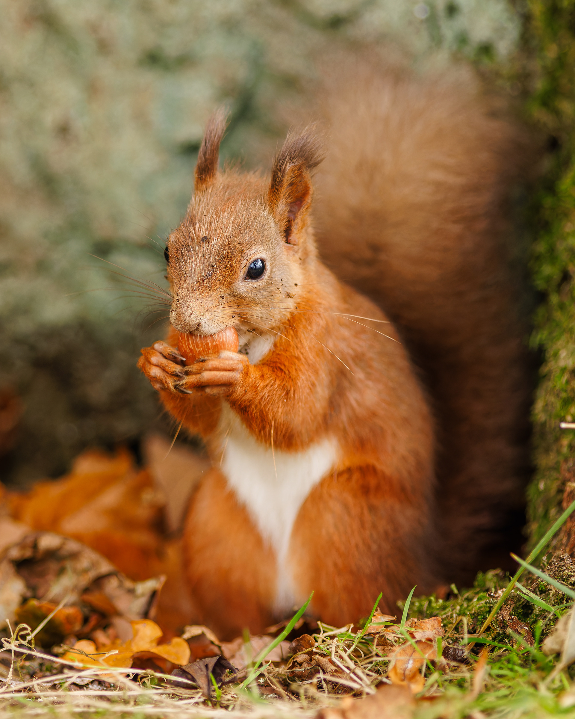 Red Squirrel