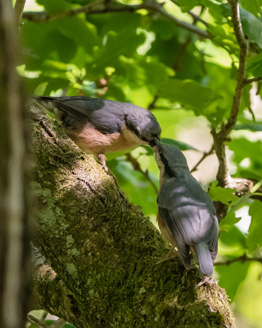 Nuthatch