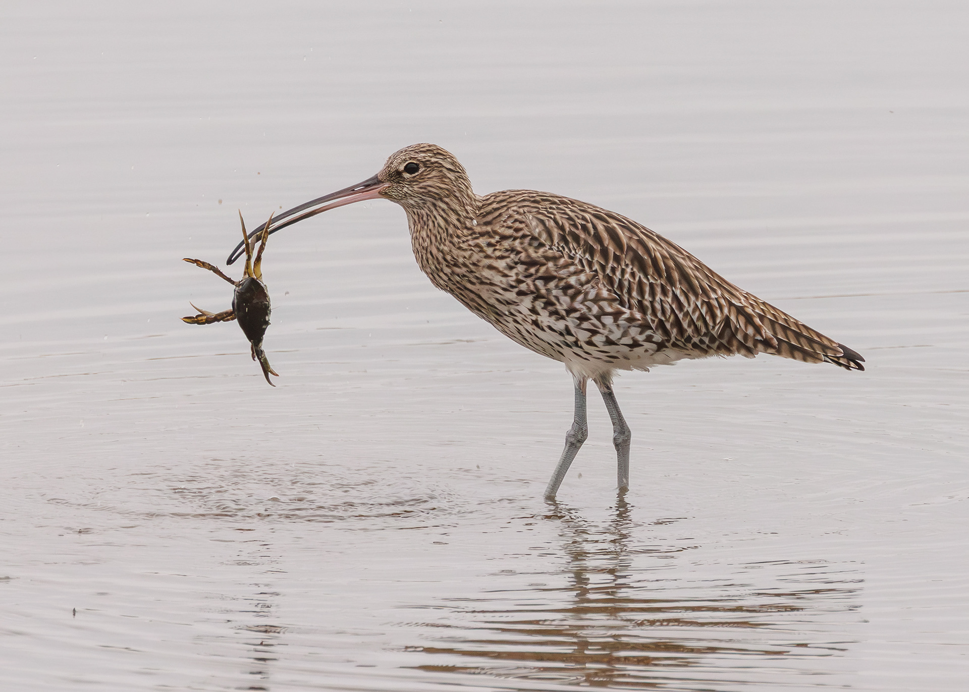 Curlew