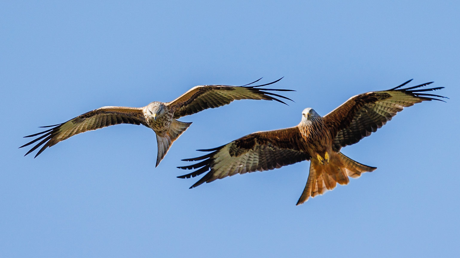 Red Kite