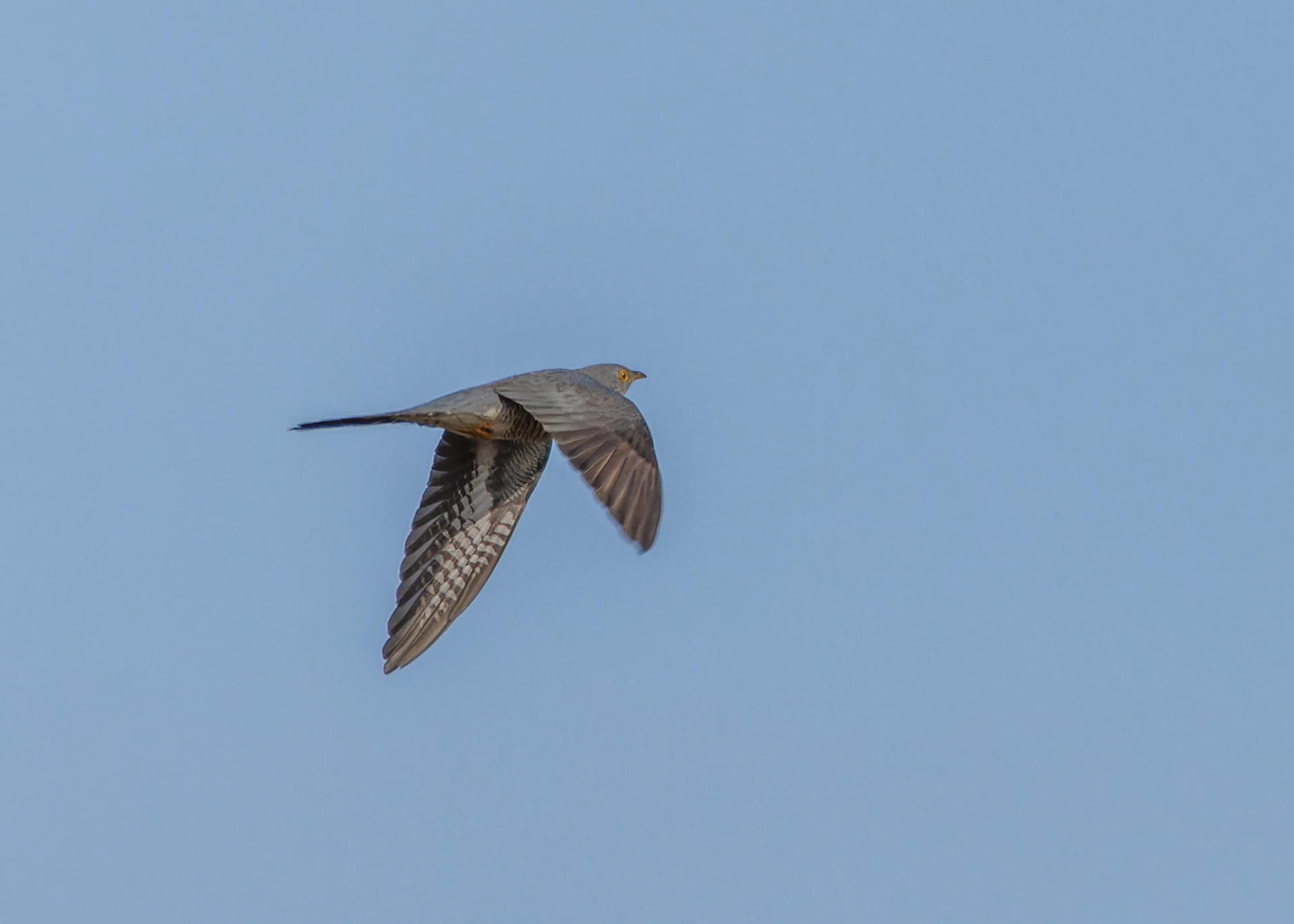 Cuckoo