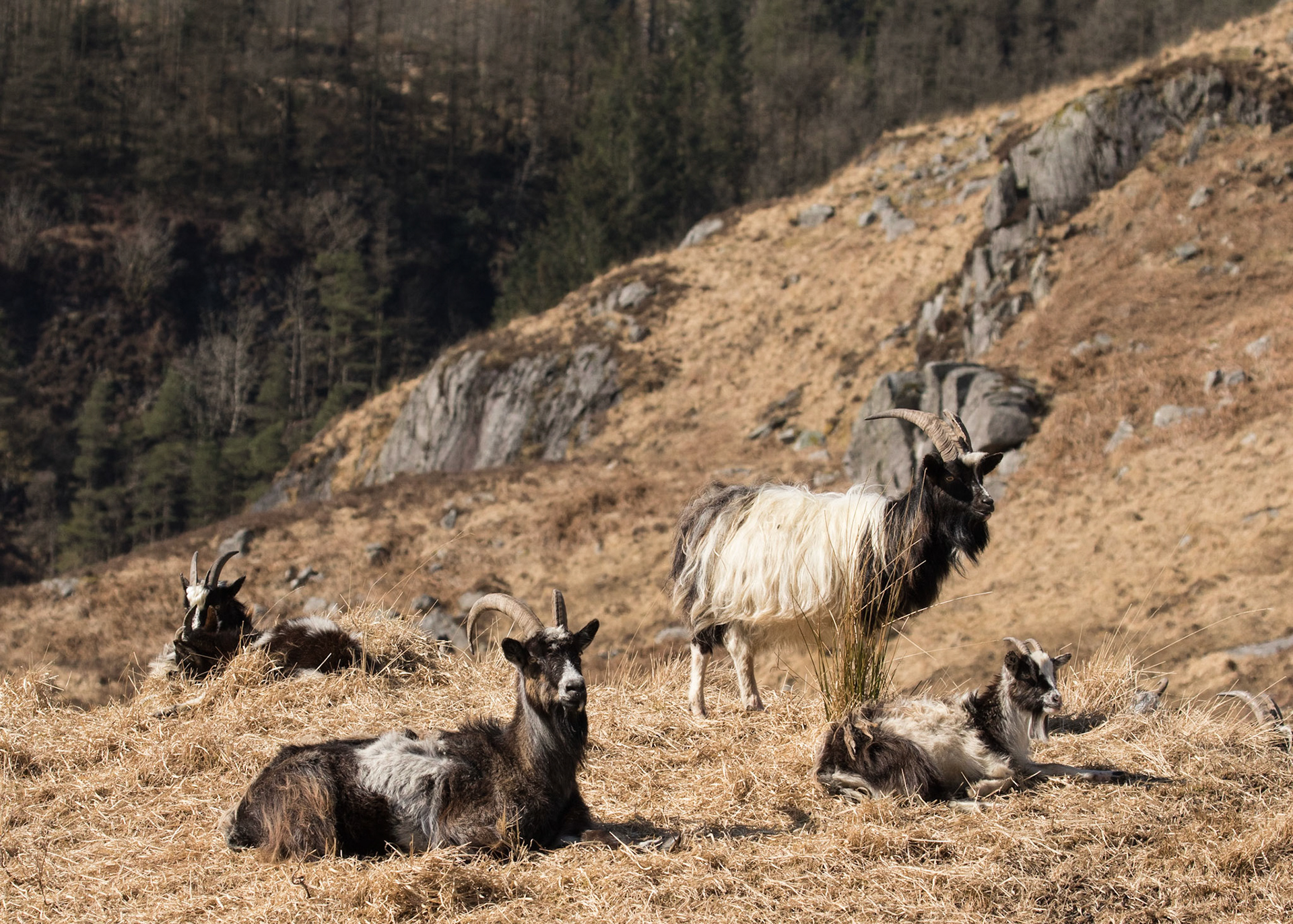 Feral Goats