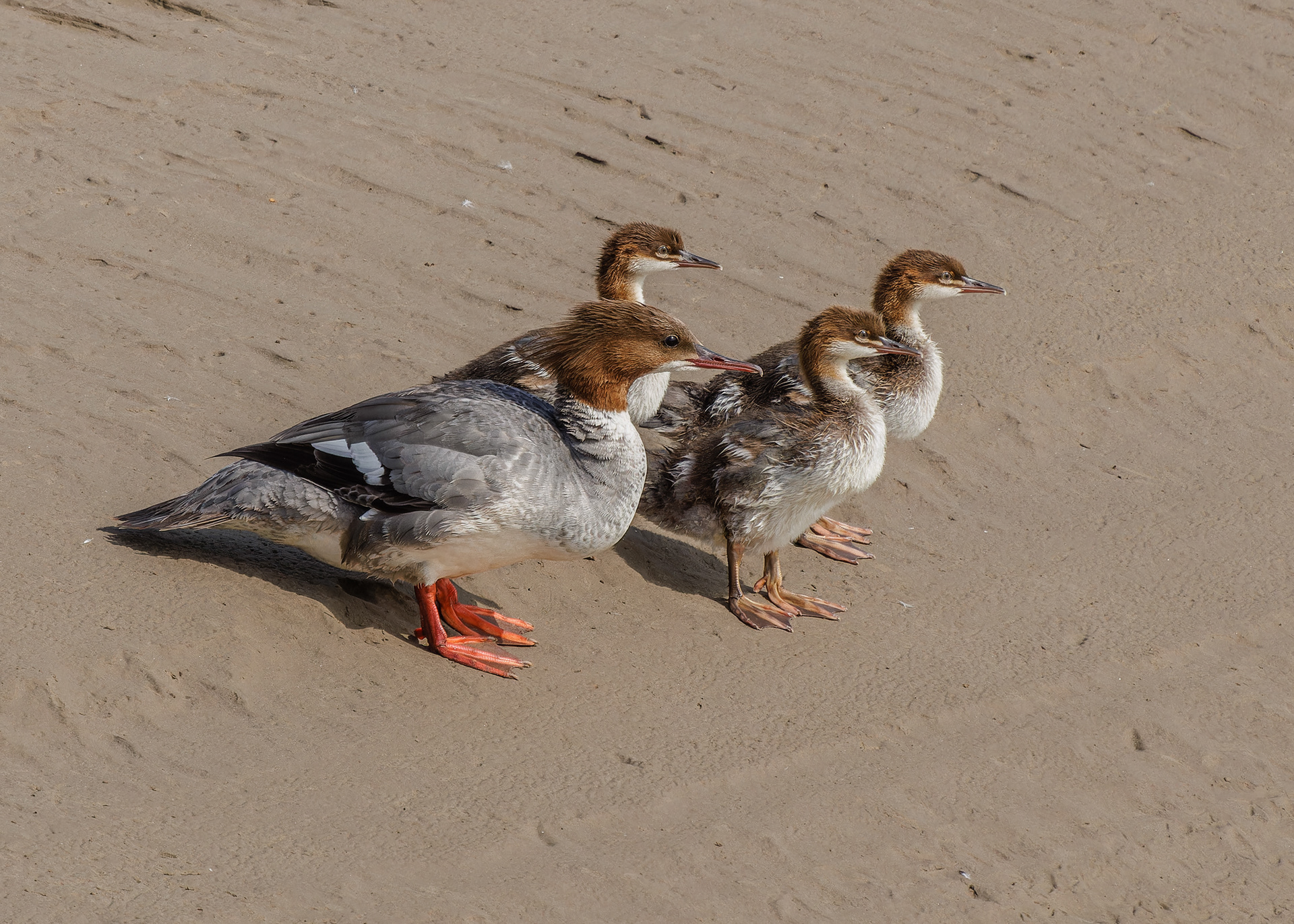 Goosander