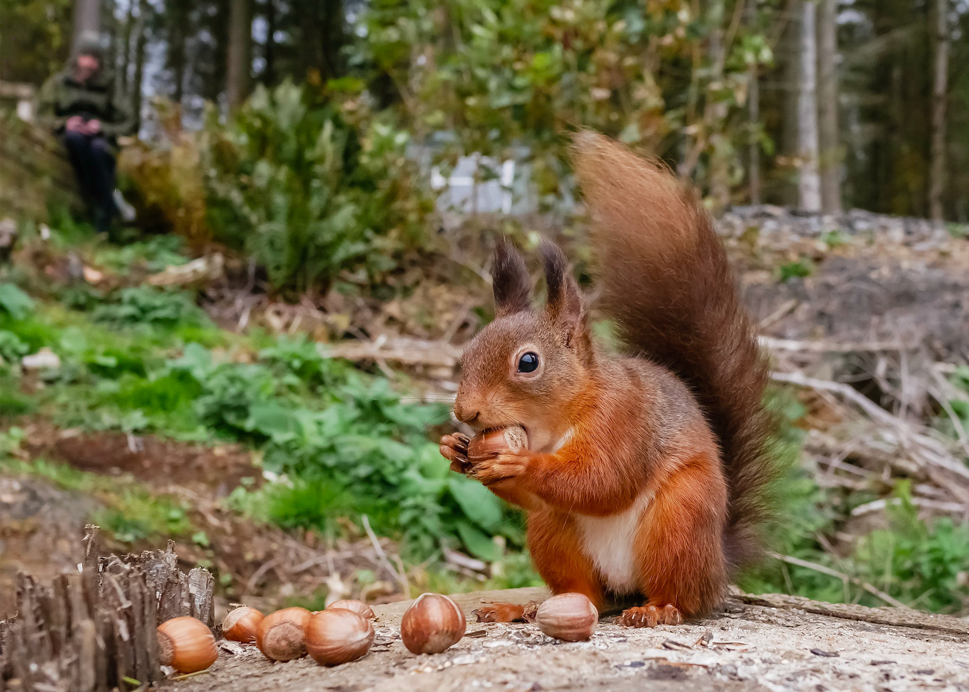 Red Squirrel