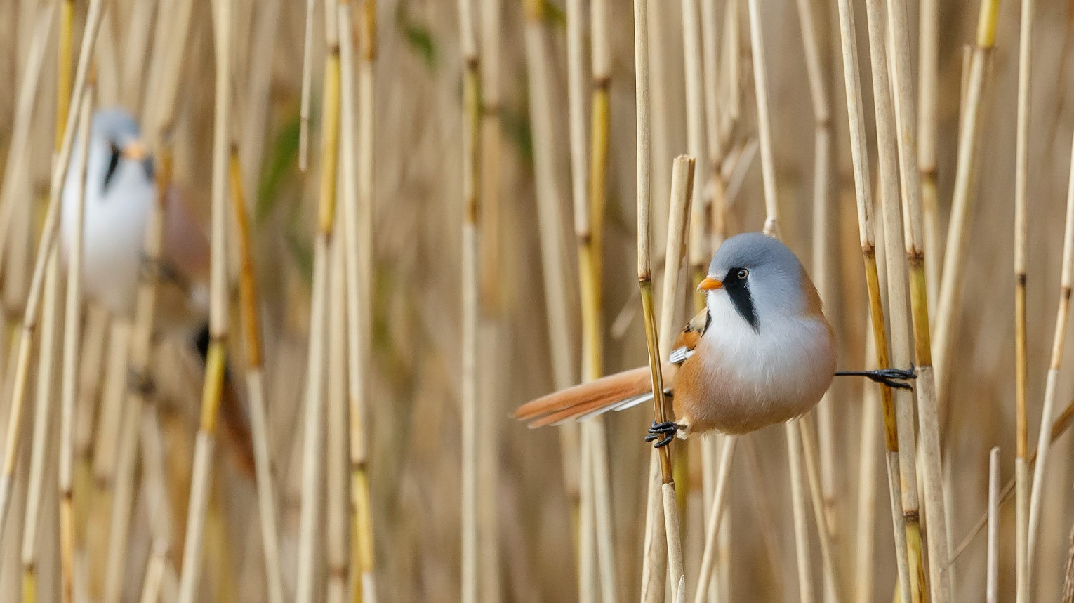 Bearded Tit