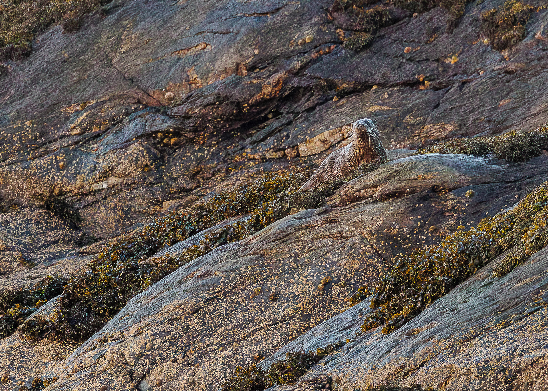 Ardnamurchan - West Highland