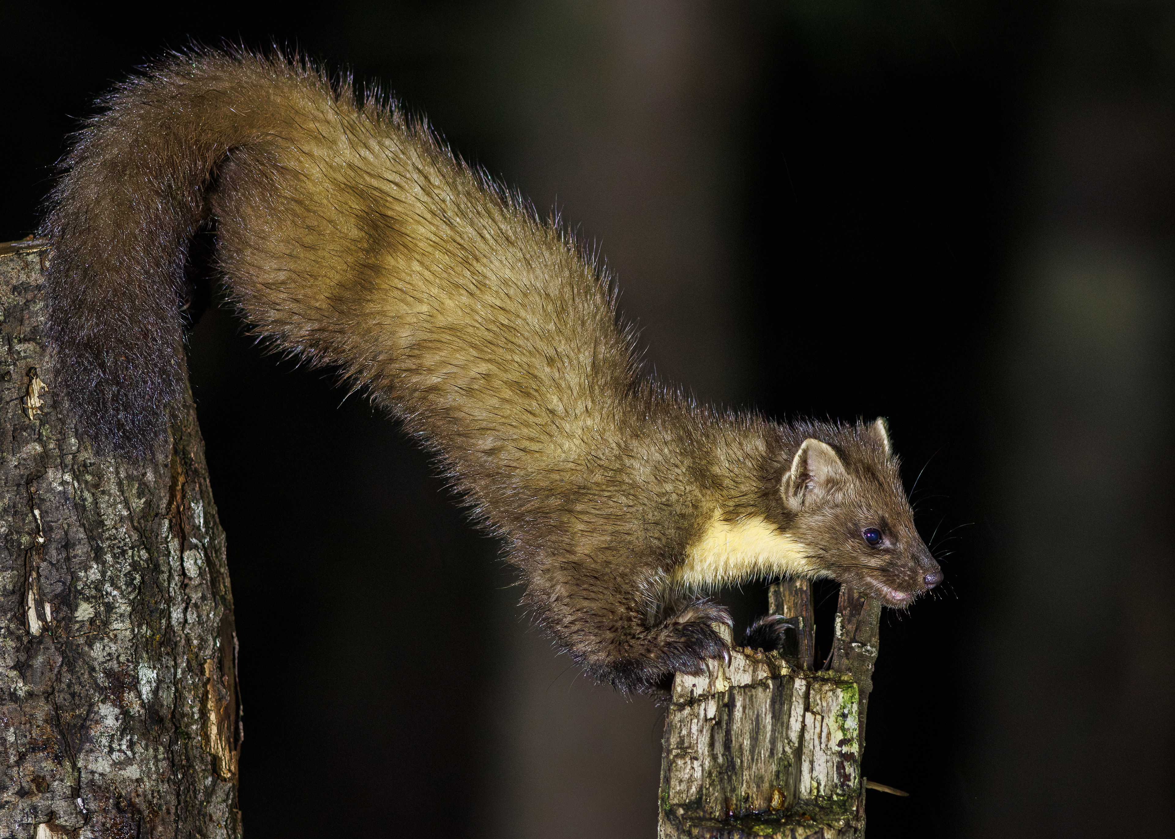 Pine Marten