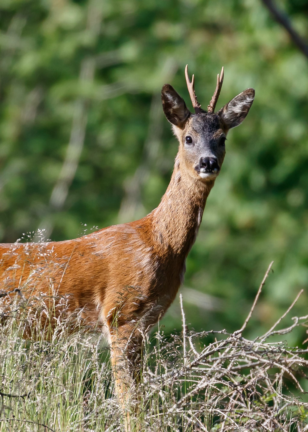 Roe Deer