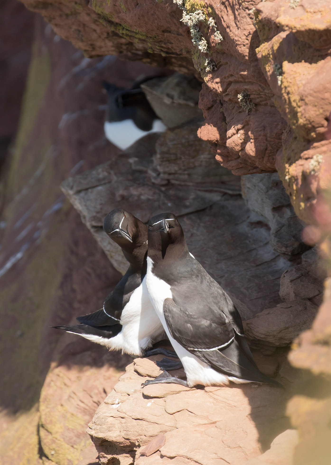 Razorbill