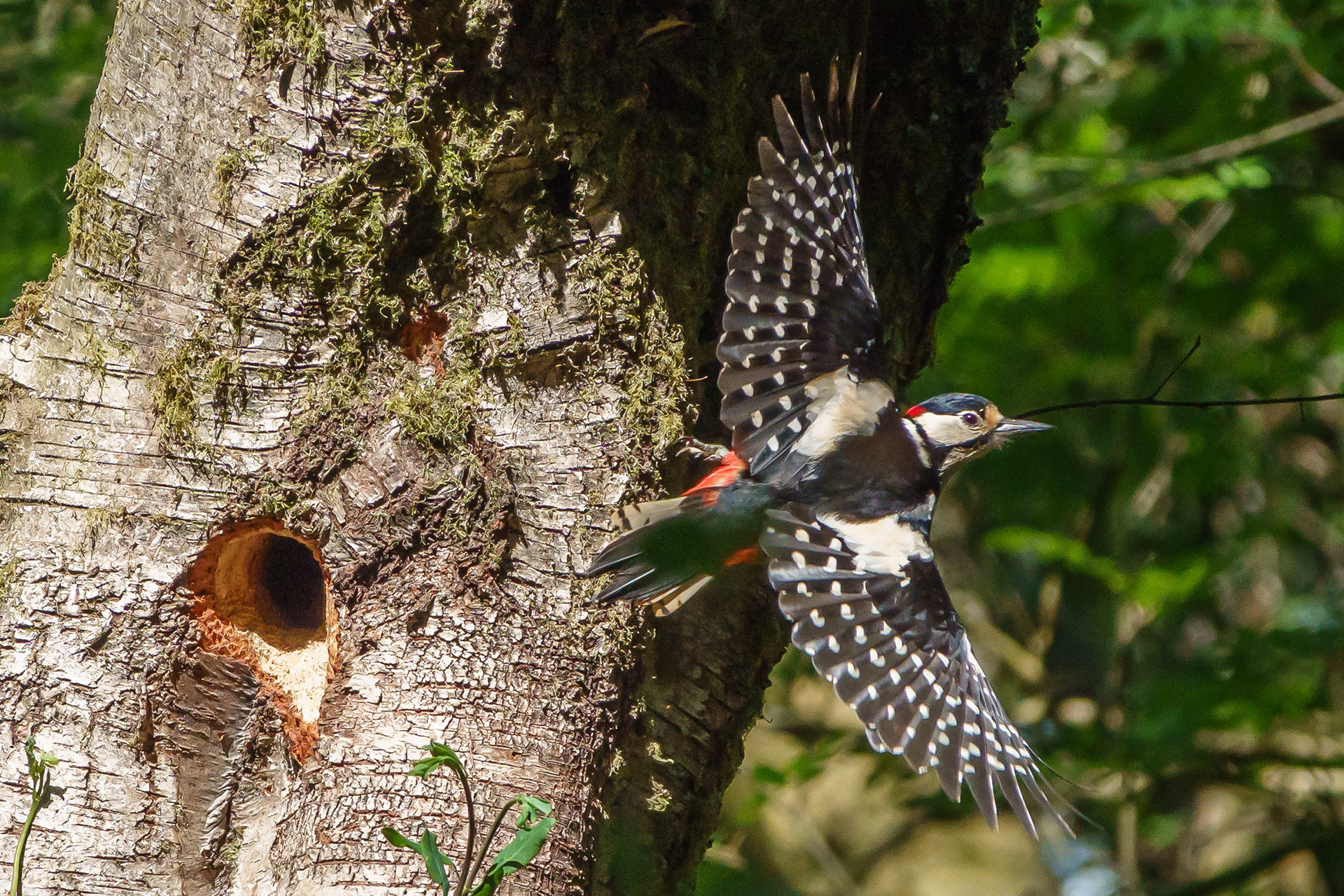 Great Spotted Woodpecker