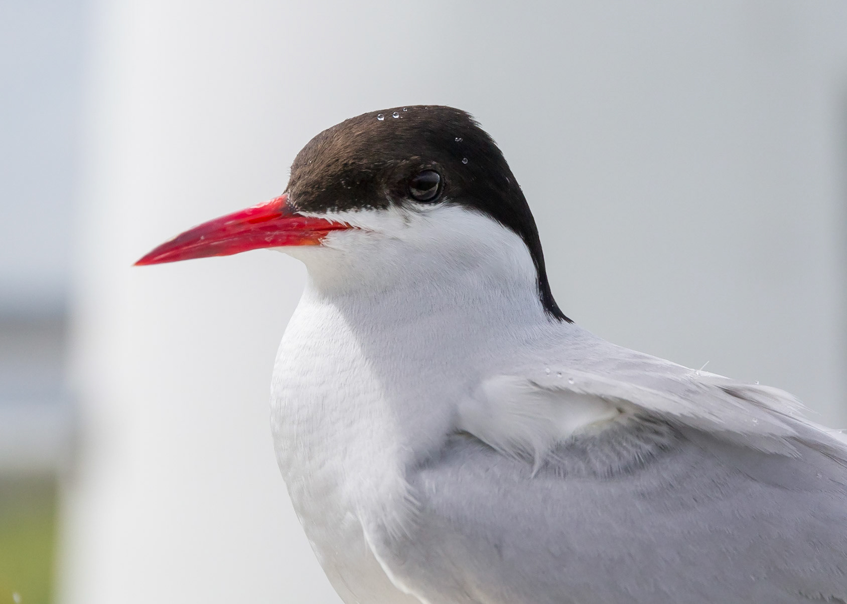 Arctic Tern
