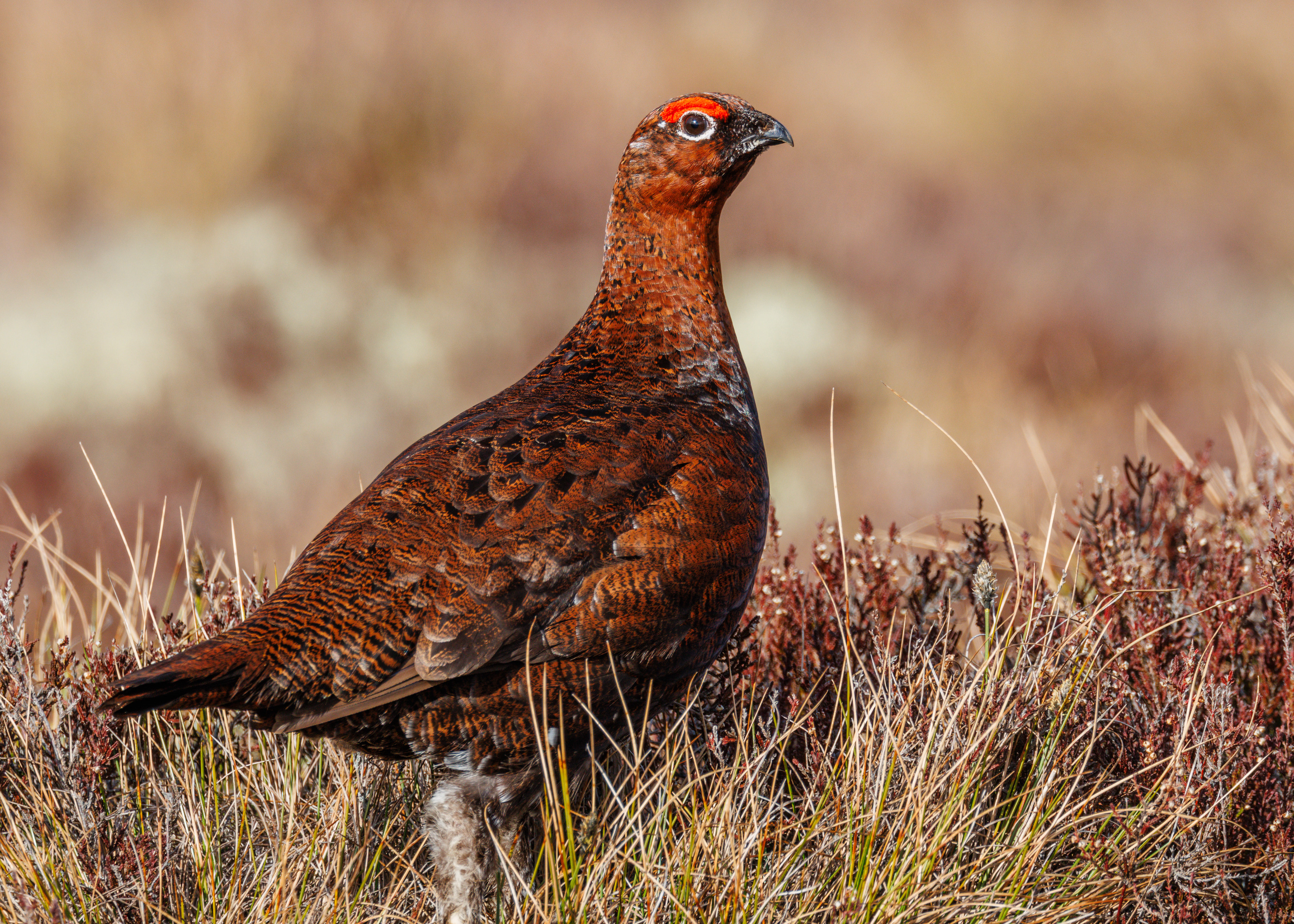 Red Grouse