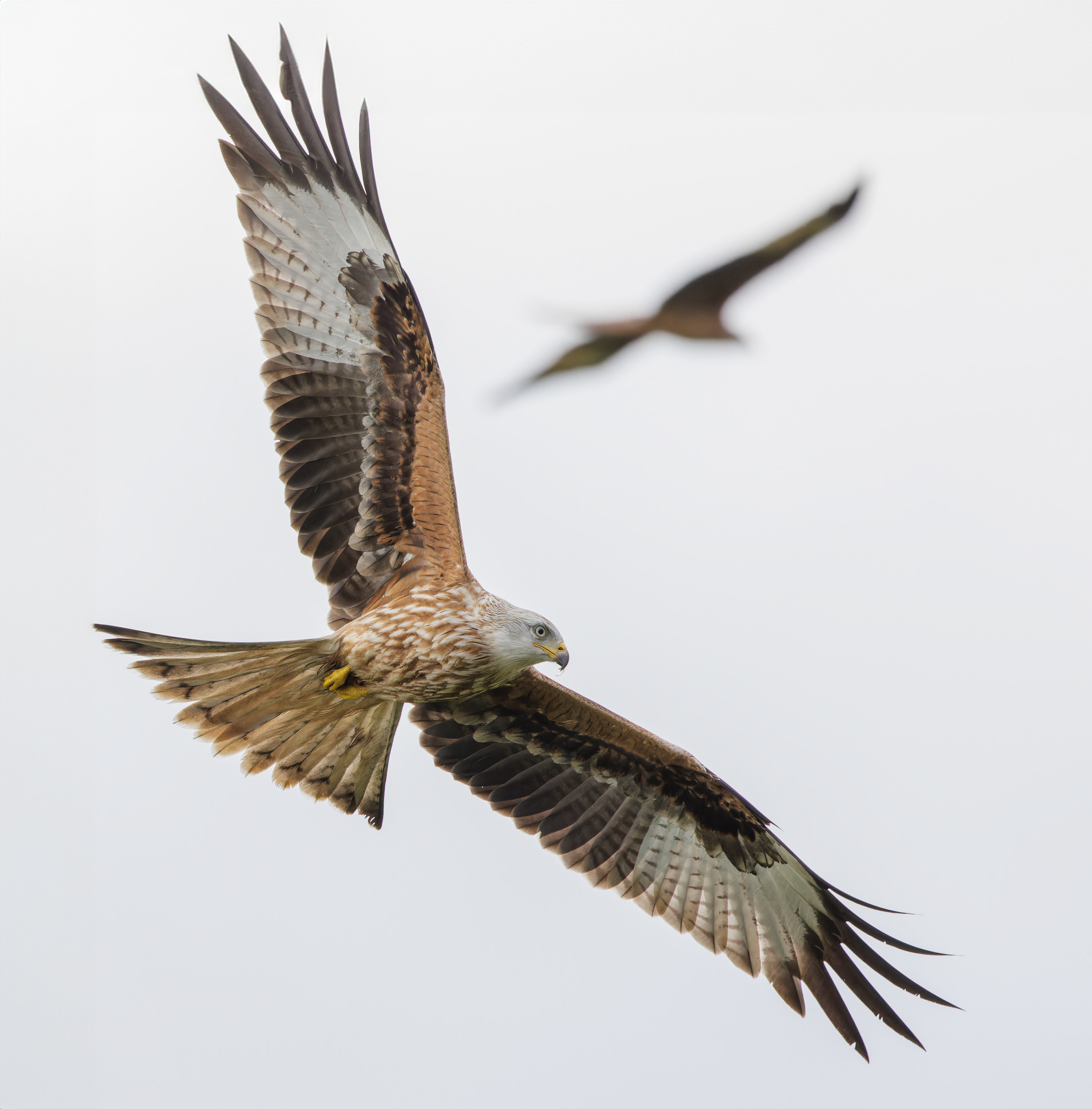 Red Kite