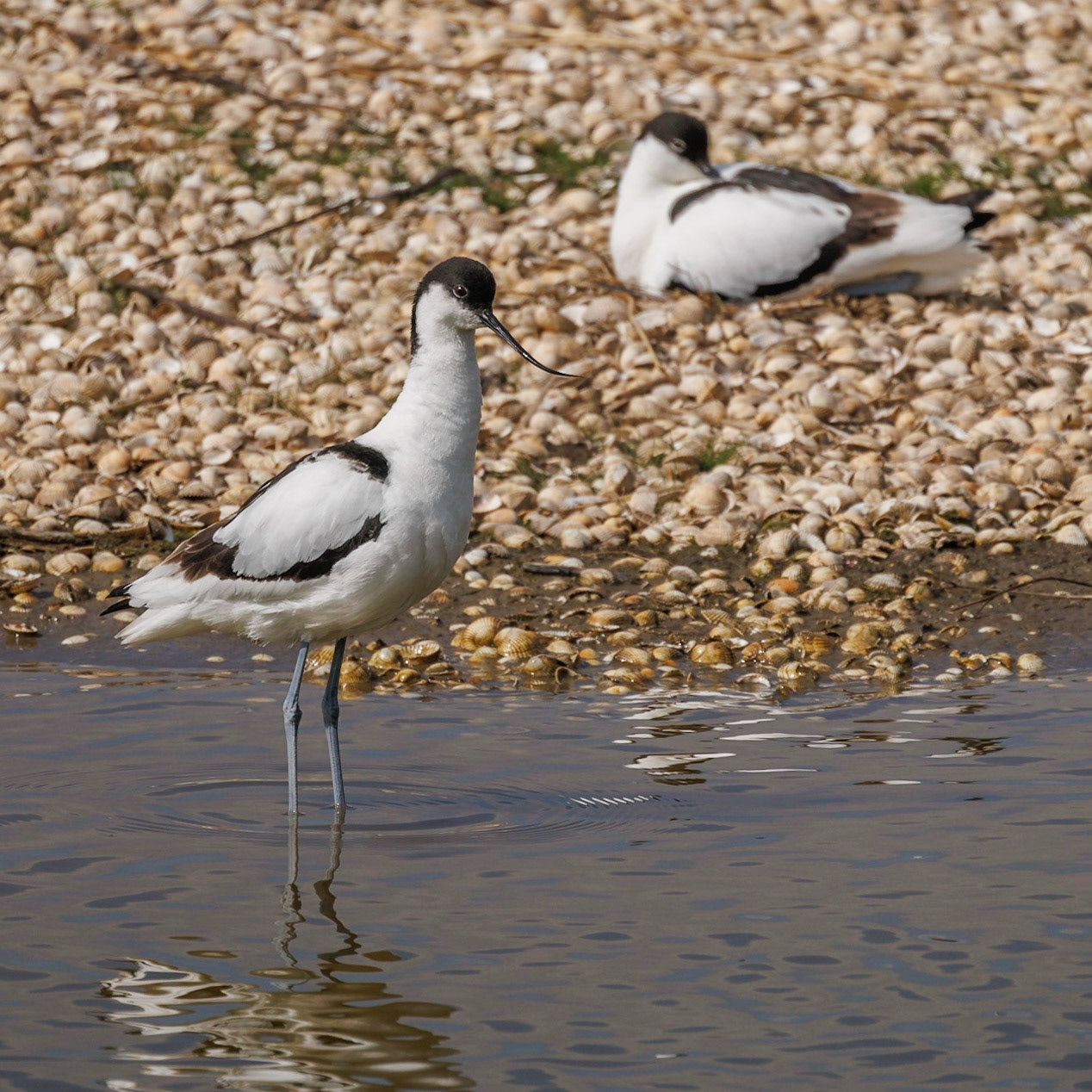 Avocet