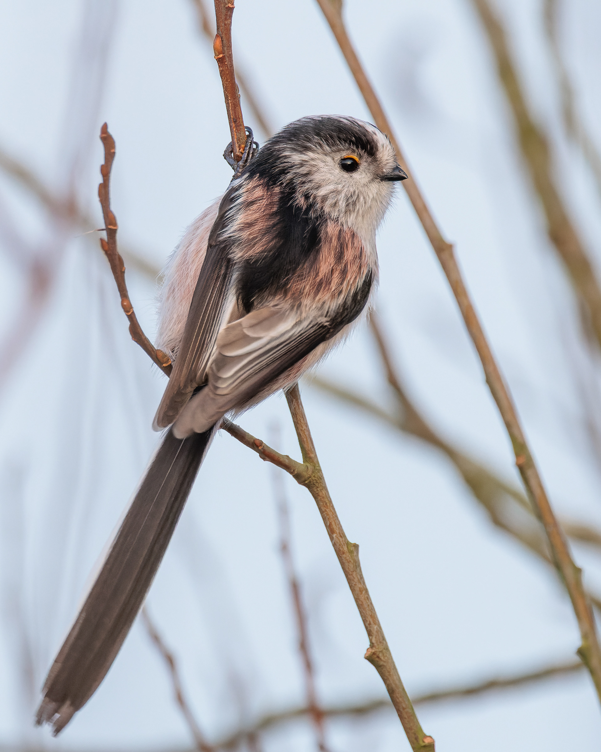 Long-tailed Tit